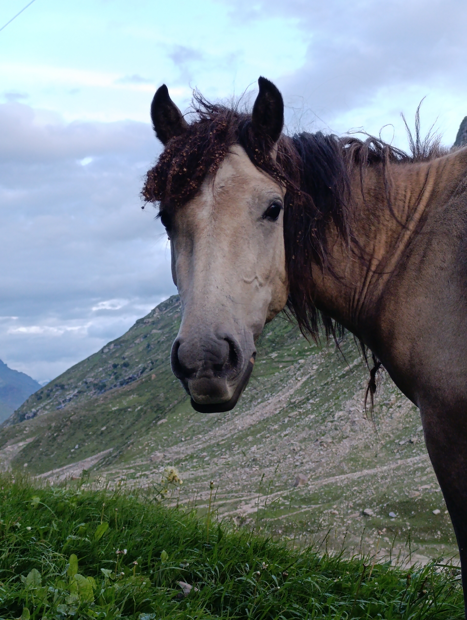 In Burwa, India, a close-up, low-angle shot captures a horse in a mountainous, grassy environment. The horse, positioned on the right side of the frame, faces the viewer with its head angled slightly to the left. Its mane is dark and messy, with some debris caught in the forelock. The horse's coat is a mix of light brown and grey, with visible wrinkles on its neck. The background is dominated by a steep, green mountain slope, crisscrossed with dirt paths and scattered rocks. The sky above is overcast with a mix of grey and white clouds. In the foreground, lush green grass is abundant, with a few small wildflowers visible. The overall scene conveys a sense of raw, natural beauty.