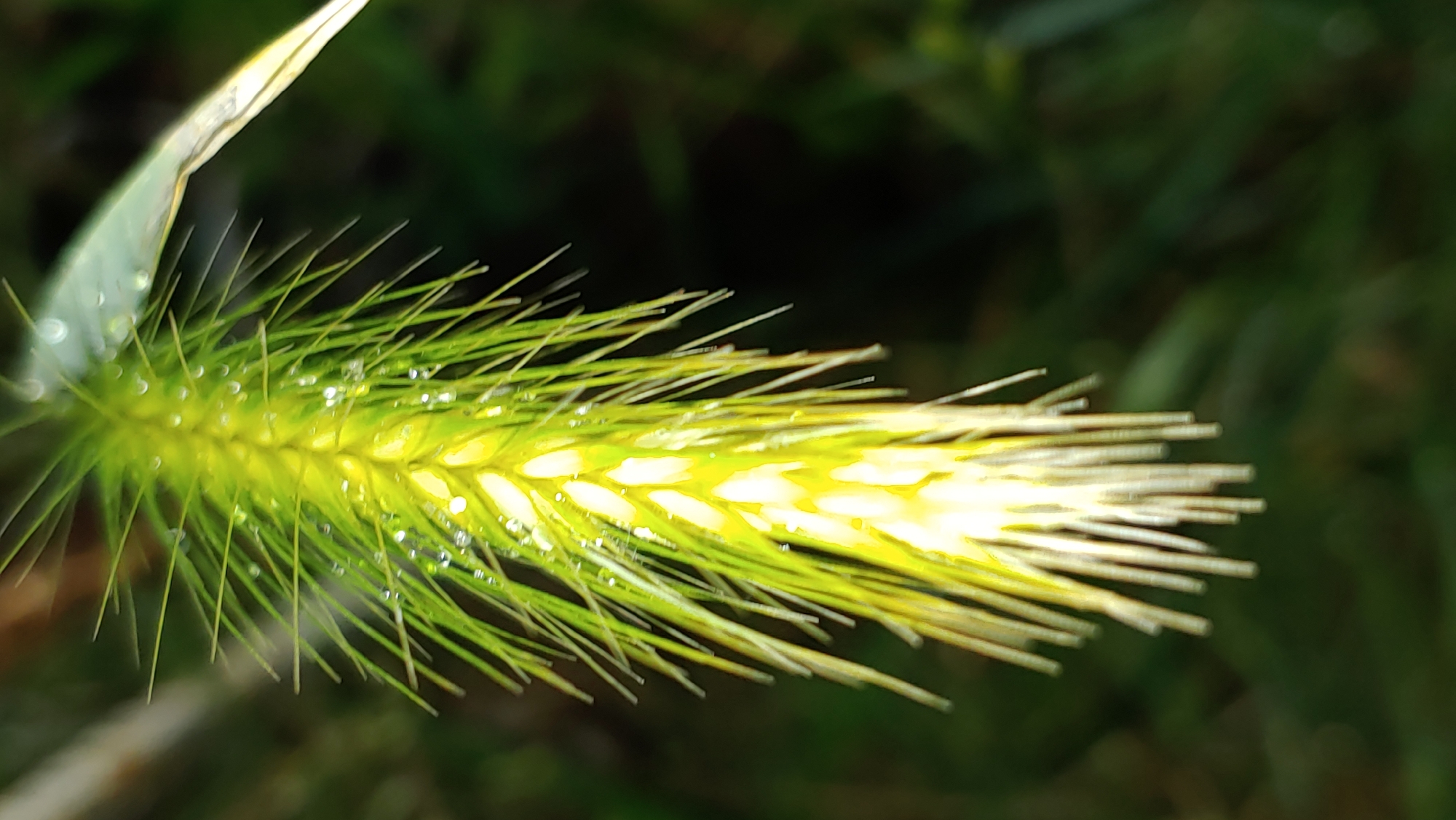A close-up, vertically oriented, eye-level outdoor shot captures a foxtail grass seed head illuminated by bright, yellow light. The seed head, positioned slightly left of center, is a vibrant yellow with delicate, light-colored awns extending outwards, creating a fluffy, almost spiky texture. Numerous small water droplets are visible clinging to the awns, glistening in the light. The background is a dark, out-of-focus blur of greens and browns, suggesting foliage. The image was taken in Mukachevo, Ukraine. There are no people, actions, or interactions depicted.