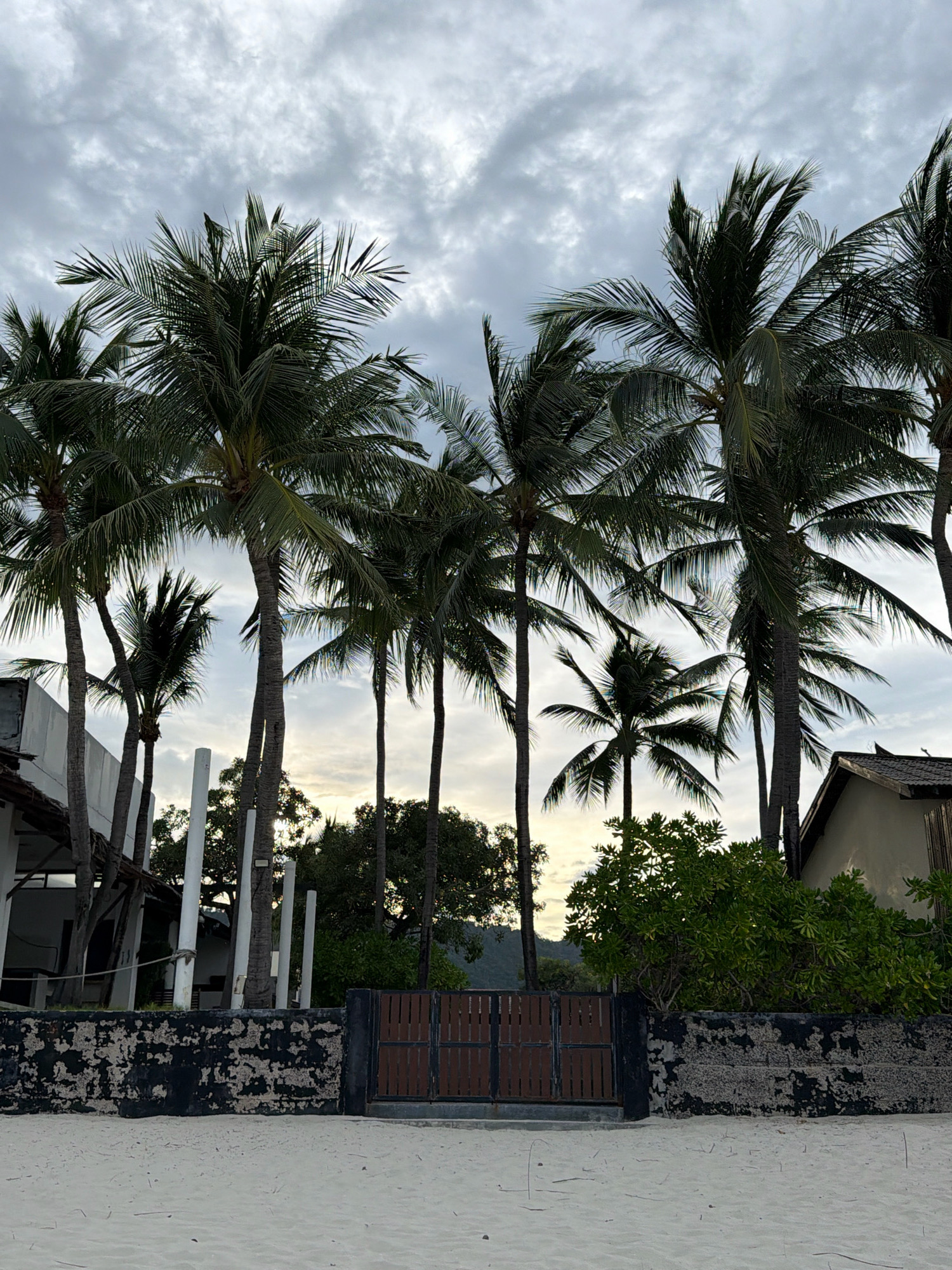 The image depicts a serene beach scene in Ko Samui District, Thailand, characterized by a cloudy sky and a line of palm trees. In the foreground, a sandy beach stretches out, leading to a weathered, dark-colored wall. Beyond the wall, a brown wooden gate stands centrally, flanked by dense green foliage. To the left, a building with a white exterior is partially visible, with several white cylindrical structures protruding from the ground in front of it. To the right, a light-colored building with a dark, sloped roof is situated behind the vegetation. The palm trees, with their fronds reaching towards the overcast sky, form a prominent natural element of the landscape, suggesting a tropical environment. The overall atmosphere is tranquil, with the soft light filtering through the clouds indicating either dawn or dusk.