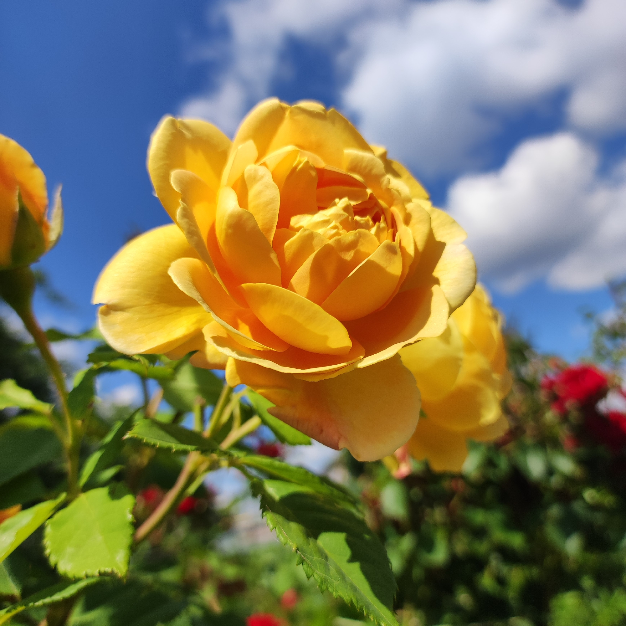 A close-up, low-angle shot focuses on a vibrant yellow rose bloom against a bright blue sky with fluffy white clouds. The rose, with its many layered petals, is the primary subject, occupying the majority of the frame. To the left, a partially closed rosebud is visible, also in shades of yellow. Green leaves and stems of the rose bush are in the foreground and mid-ground, some in sharp focus and others softly blurred. In the background, other rose bushes with red blooms and lush green foliage are out of focus, suggesting a garden setting. The bright sunlight and clear blue sky indicate it is a sunny day, likely daytime. The image appears to be taken outdoors in a garden, possibly in Navoloki, Russia, given the location context. There is no visible text.