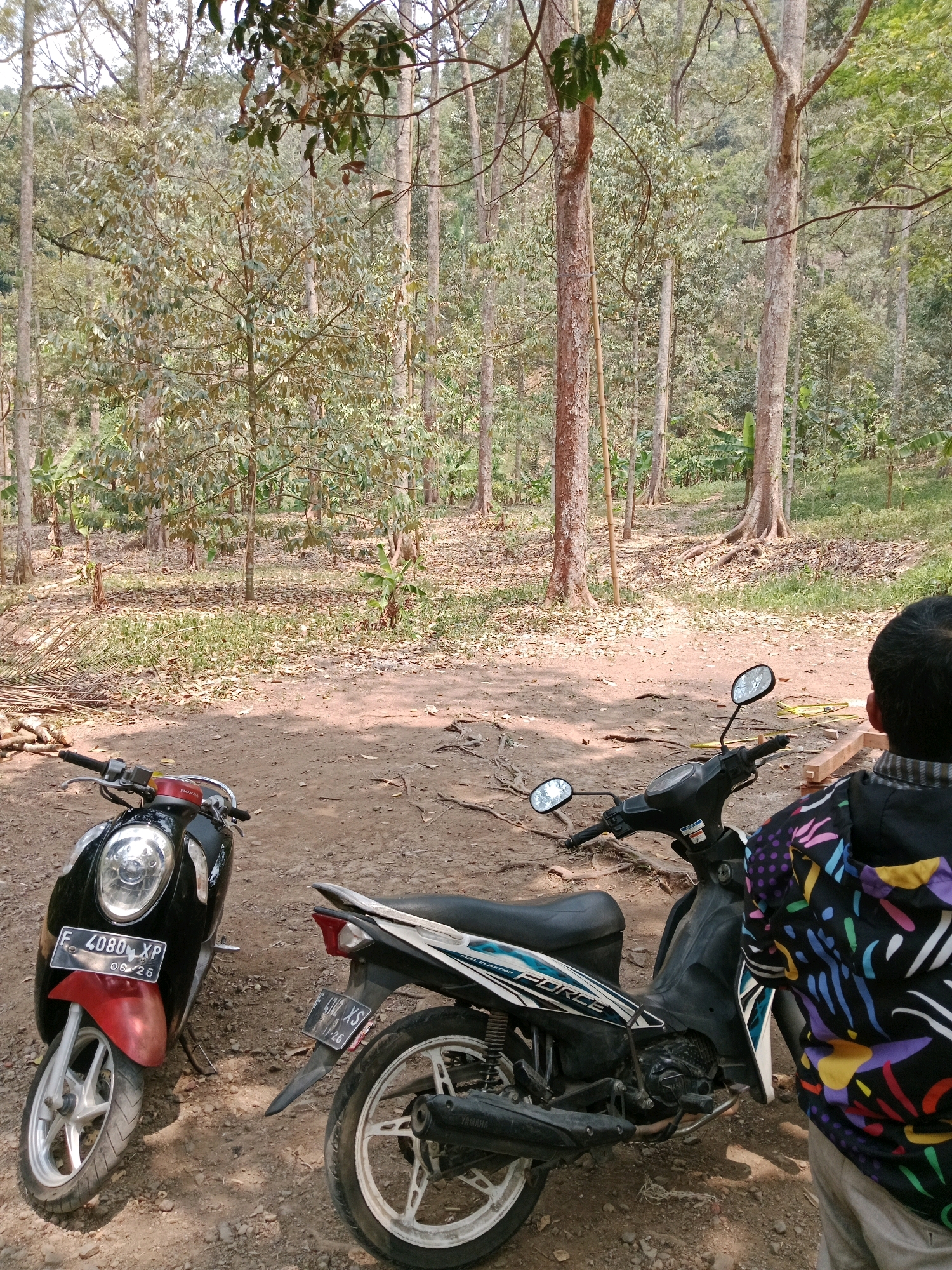 The image depicts a dusty, outdoor scene within a wooded area, likely in Leuwikoja, Indonesia. Two motorcycles are parked on the dirt ground. On the left is a black and red scooter with the license plate "F 4080 XP 06/26". To its right is a black motorcycle with a white and blue decal and the license plate "6142 XS 06/26". In the foreground, a person viewed from behind, wearing a black jacket with a colorful, abstract pattern, stands to the right of the black motorcycle. The background is filled with numerous trees, many with slender trunks, and a dense canopy of leaves, suggesting a natural, possibly rural or park-like environment. The ground is covered in dry leaves and dirt. The lighting indicates it is daytime, with dappled sunlight filtering through the trees.