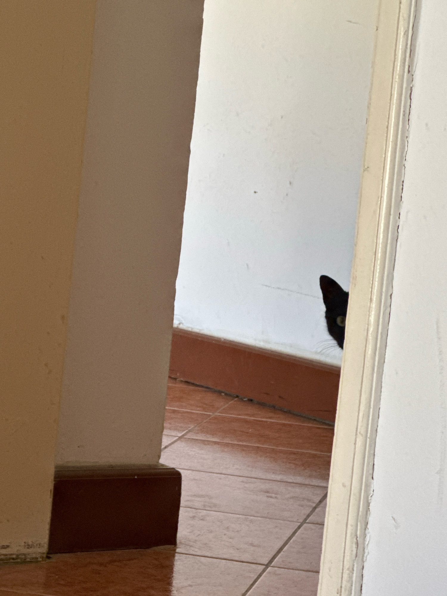 A black cat is peeking from behind a door frame in a dimly lit hallway. The cat's head and one eye are visible, with the rest of its body obscured. The hallway has tiled floors and white walls. The scene appears to be in an indoor residential or commercial space. There are no people visible in the image. The location in Budva, Montenegro, is not discernible from the provided image.