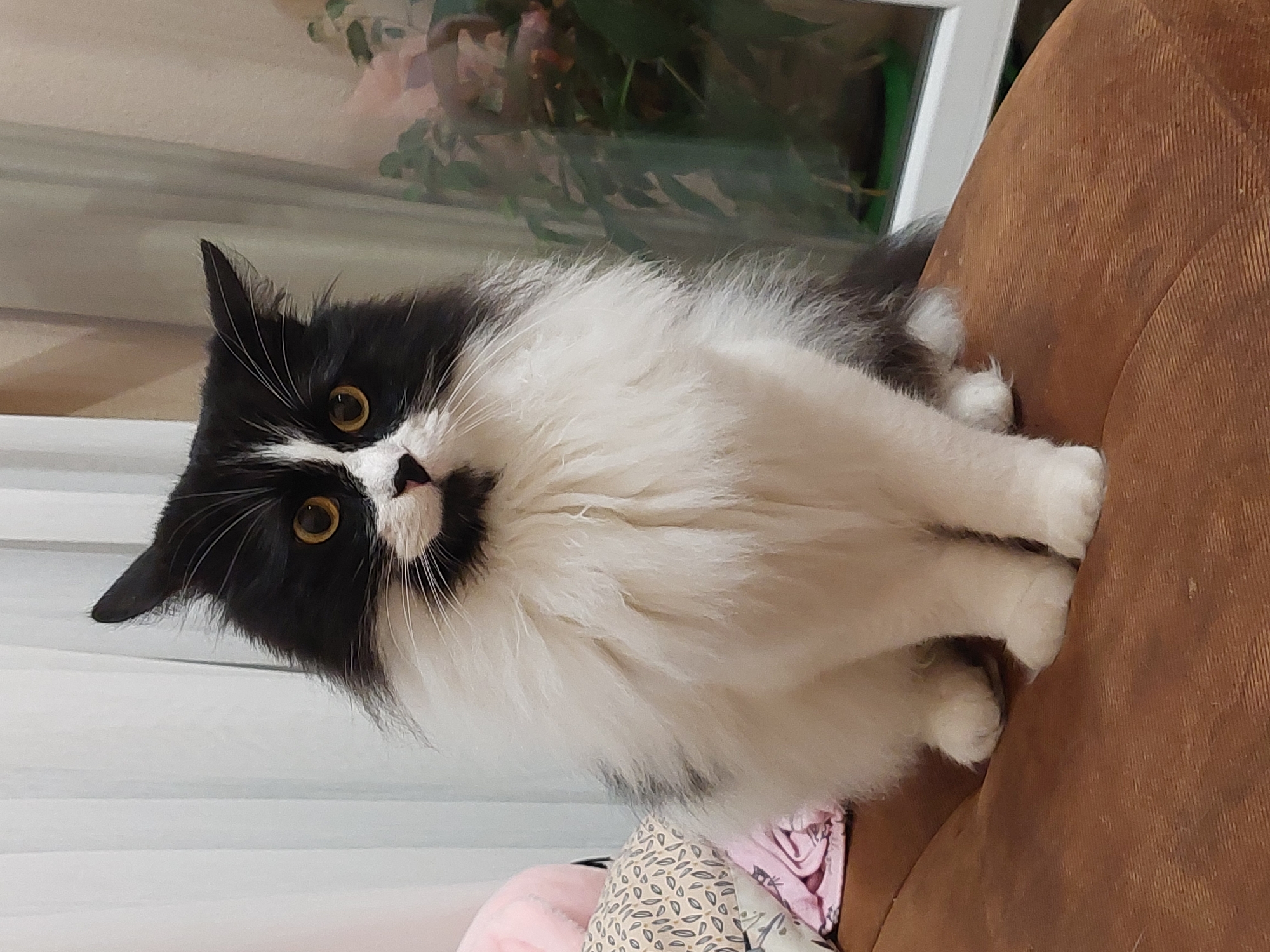 A black and white long-haired cat is sitting upright on a brown textured surface, likely a sofa or chair. The cat is facing directly towards the camera, with its front paws tucked neatly beneath its body. Its fur is predominantly white on its chest and legs, transitioning to black on its head and back, with distinct black markings around its eyes and nose. The cat has yellow-green eyes and a pink nose. The background includes sheer white curtains to the left and a window with a glimpse of greenery and reflections to the right. The overall setting appears to be indoors, possibly a residential area in the city of Plovdiv, Bulgaria, given the style of the window and curtains which are common in Bulgarian architecture. There are no people or explicit signs of activity in the image.