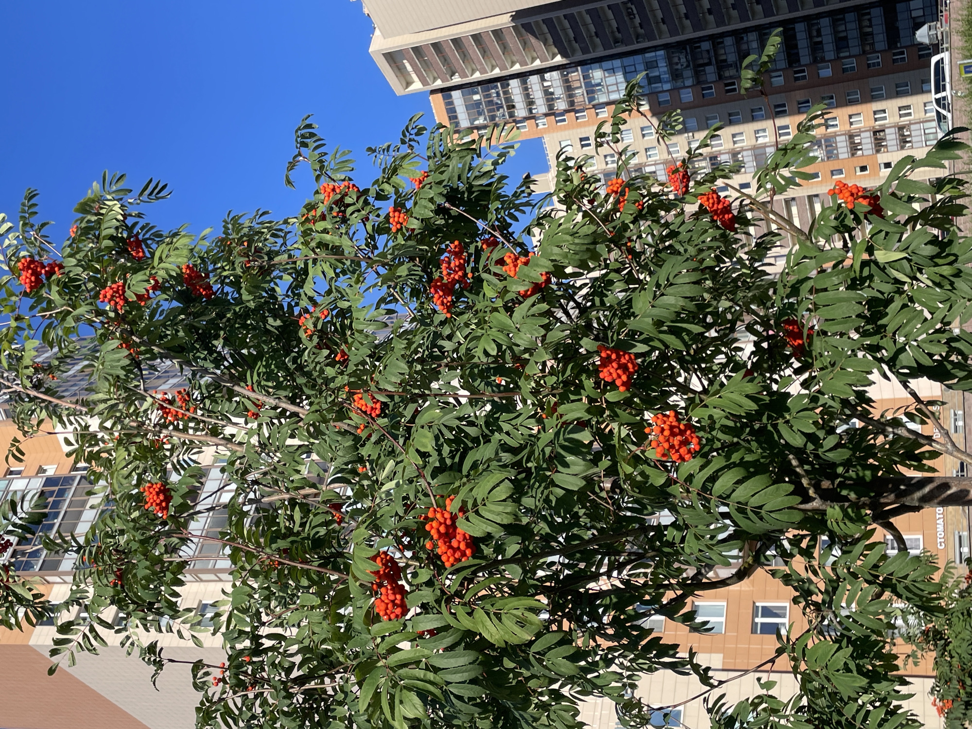 The image shows a Rowan tree laden with bright orange berries in front of several tall residential buildings. The sky is a clear, vibrant blue. The buildings appear to be located in a city environment, with one building having a sign that reads "СТОМАТО" (Stomato), suggesting a dental clinic or similar establishment on the ground floor. The architecture of the buildings, particularly the balconies and window arrangements, is characteristic of modern Russian urban development, consistent with Saint Petersburg. No people are visible in the frame. The scene is set outdoors, likely in a courtyard or public space within a densely populated urban area.