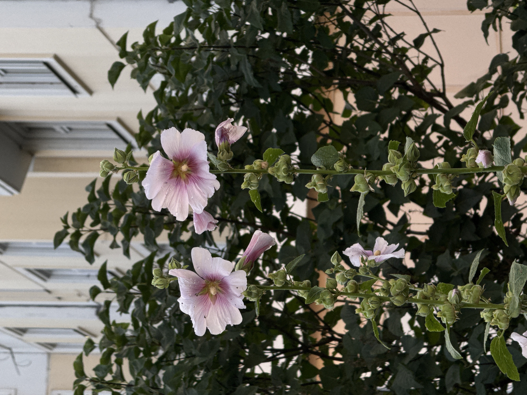 Two pale pink hollyhock flowers are in bloom, with water droplets on their petals, in front of dark green foliage. A building with pale yellow walls and white-framed windows is visible behind the foliage. The scene appears to be an urban environment, possibly in Moscow, Russia.