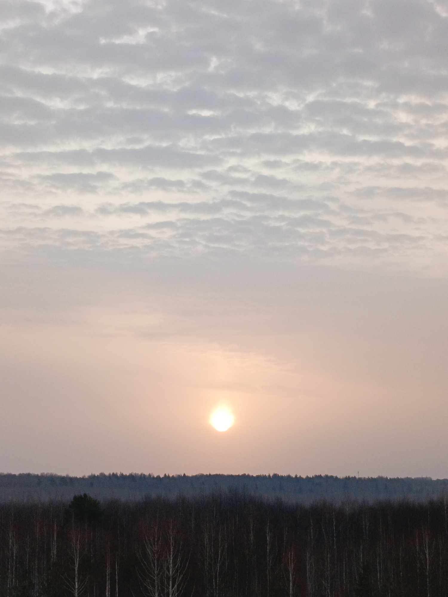 The image displays a wide landscape captured in the city of Марковский, Russia, depicting a natural environment at either sunrise or sunset. The upper two-thirds of the frame are occupied by the sky. The uppermost portion features a band of light grey and white altocumulus or stratocumulus clouds, presenting a rippled or mottled texture. Below this cloud layer, the sky transitions into a uniform, soft pinkish-orange hue. A bright, circular sun, appearing as a distinct white-yellow orb, is positioned on the lower-middle left within this pinkish-orange section of the sky. The lower one-third of the image is dominated by a dense horizon line of trees. In the midground, a forest of bare deciduous trees, possibly birch, with slender, pale trunks and dark, sparse branches, appears in shades of dark brown and reddish-brown. A single darker evergreen tree is visible amongst them on the left. Further in the background, a distinct, undulating line of coniferous trees forms a darker blue-grey silhouette against the sky. No human subjects or man-made structures are visible.