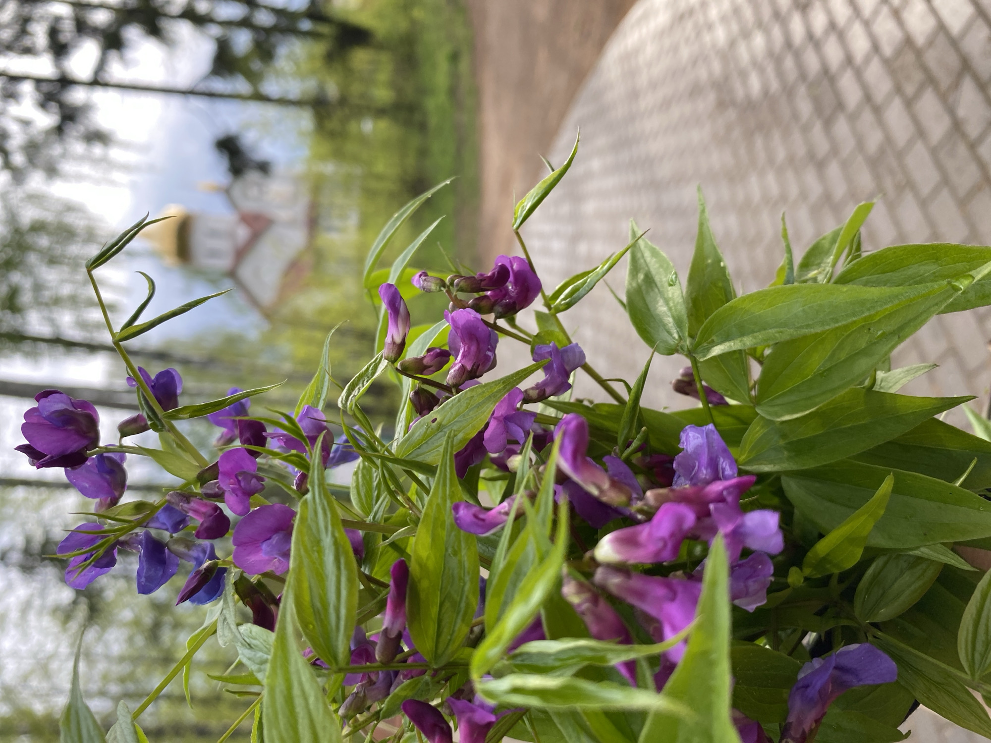 The image shows a bouquet of purple flowers and green leaves. In the background, slightly blurred, is a building with a golden dome, consistent with Russian Orthodox architecture. The location is suspected to be in Noviy, Russia. The bouquet is positioned in front of a brick wall or surface. The angle of the photo suggests it may have been taken from a low vantage point.