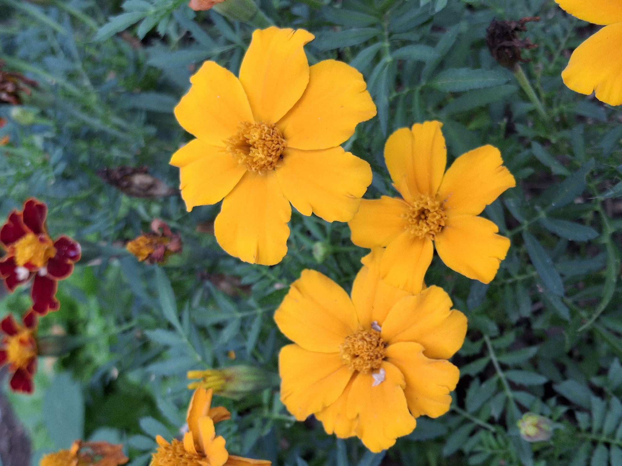 The image displays a close-up view of bright orange marigolds in bloom, set against a background of green foliage. The flowers are the primary subjects, with their vibrant petals and central fuzzy centers clearly visible. Some of the flowers are in full bloom, while others appear to be buds or partially opened. The background is softly focused, creating a bokeh effect that emphasizes the flowers. The setting appears to be a garden or park, likely in Chaikovsky, Russia, given the contextual information. There are no people or discernible human activity present in the image. The scene is one of natural beauty, with the marigolds creating a cheerful and colorful display.