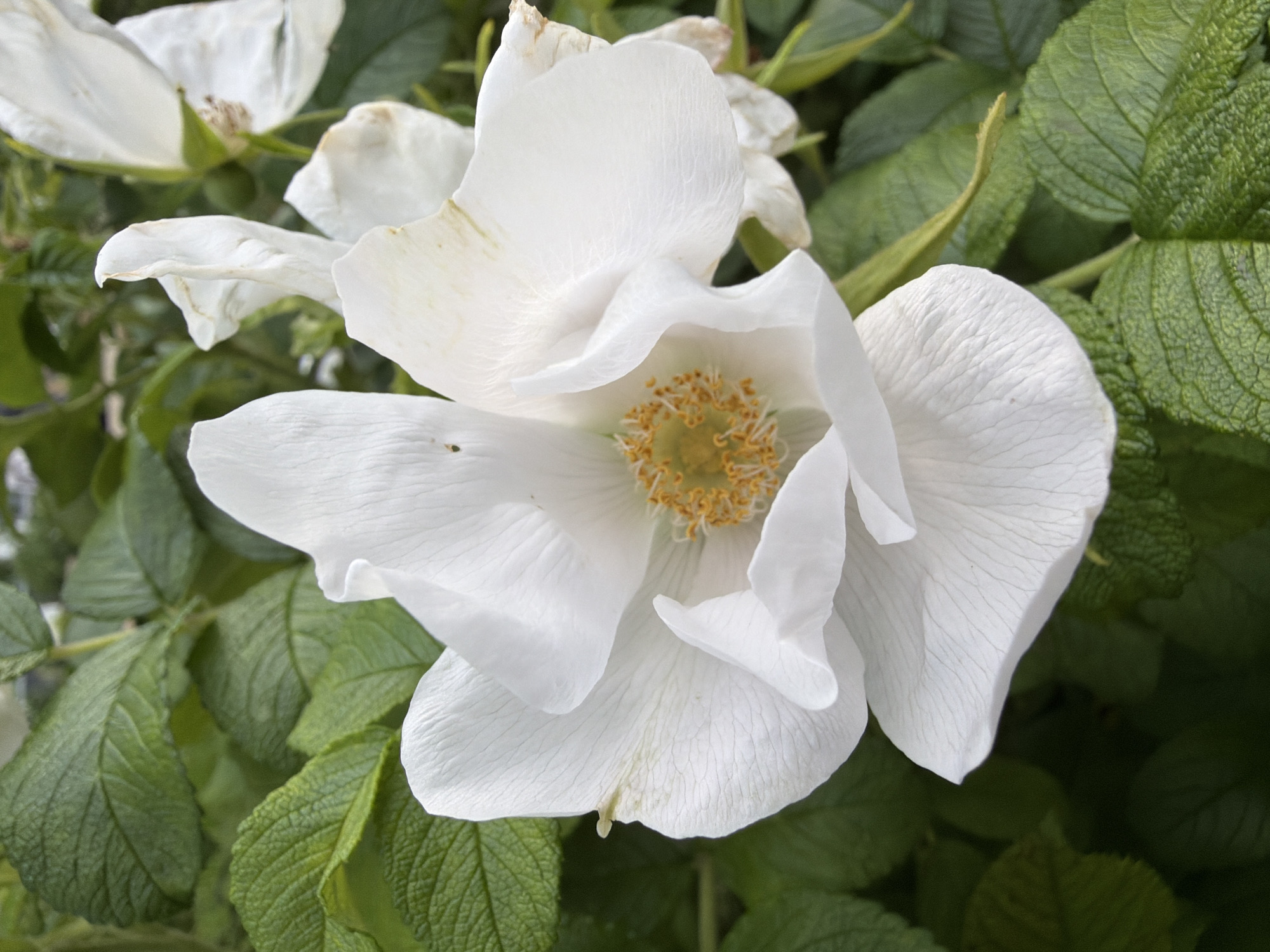 A close-up, high-angle shot focuses on a white rose with delicate, crinkled petals. The center of the rose reveals a cluster of yellow stamens. Lush, green leaves form the backdrop, some with visible texture. The lighting is soft, highlighting the details of the flower and foliage. The scene appears to be an outdoor setting, possibly a garden or park, with no specific identifiable landmarks of Kazan, Russia present. The image does not contain any people or discernible actions.