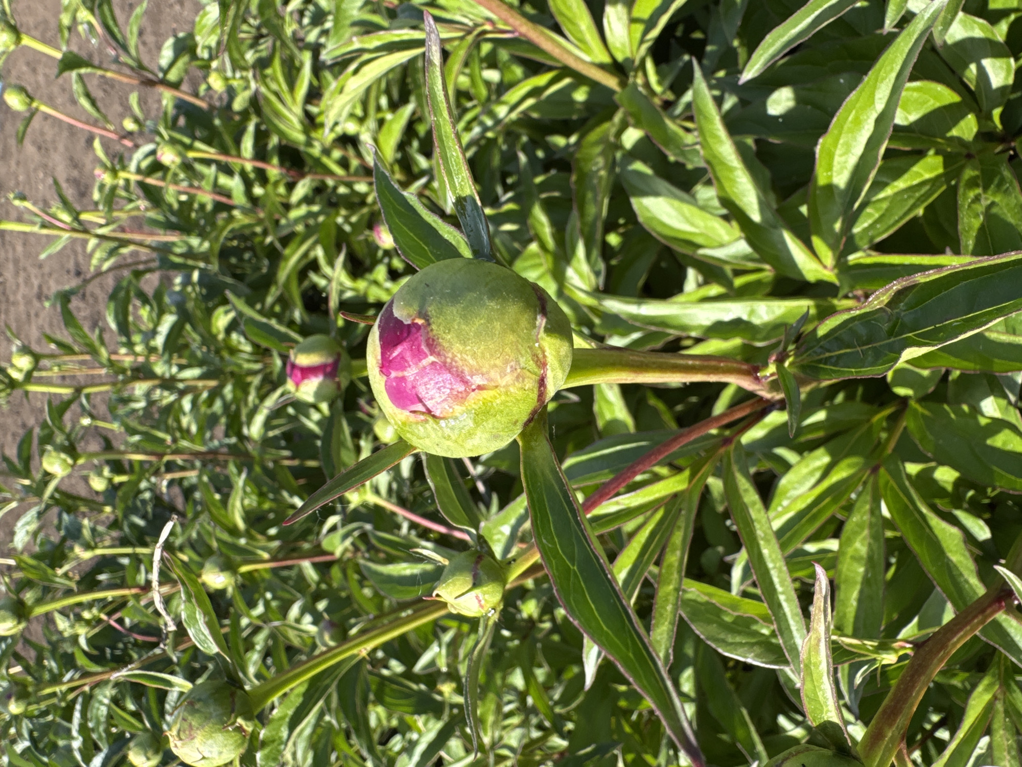 The image depicts a close-up of a peony bud beginning to open, revealing a vibrant pink interior. The bud is surrounded by green leaves of the peony plant. There are other buds and stems visible in the background. The photograph appears to have been taken outdoors in daylight. The presence of this plant in Chaikovsky, Russia indicates that this scene is situated in a garden, park, or other cultivated area in that city.