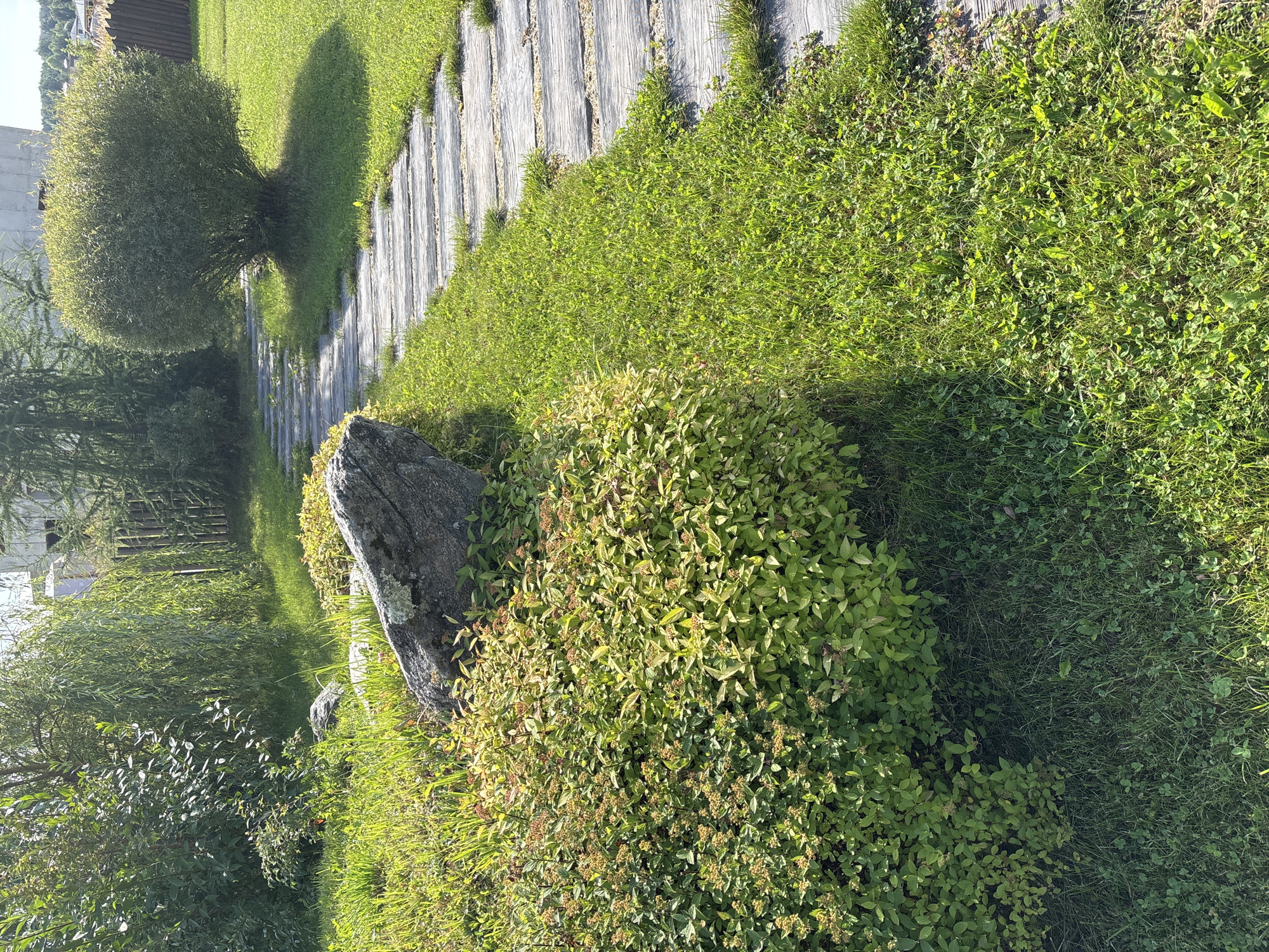 A sunlit, outdoor scene in a garden or park area depicts a winding pathway made of weathered wooden planks. The path curves from the foreground towards the background, bordered by lush green grass. To the left of the path, a large, gray rock sits nestled amongst vibrant green bushes. Further in the background, on the right side of the path, a round, bushy tree casts a shadow on the grass. Beyond the trees and bushes, a wooden fence is visible, and in the far background, parts of buildings and a hint of a suburban or rural landscape can be seen. The overall impression is of a well-maintained, natural outdoor space.