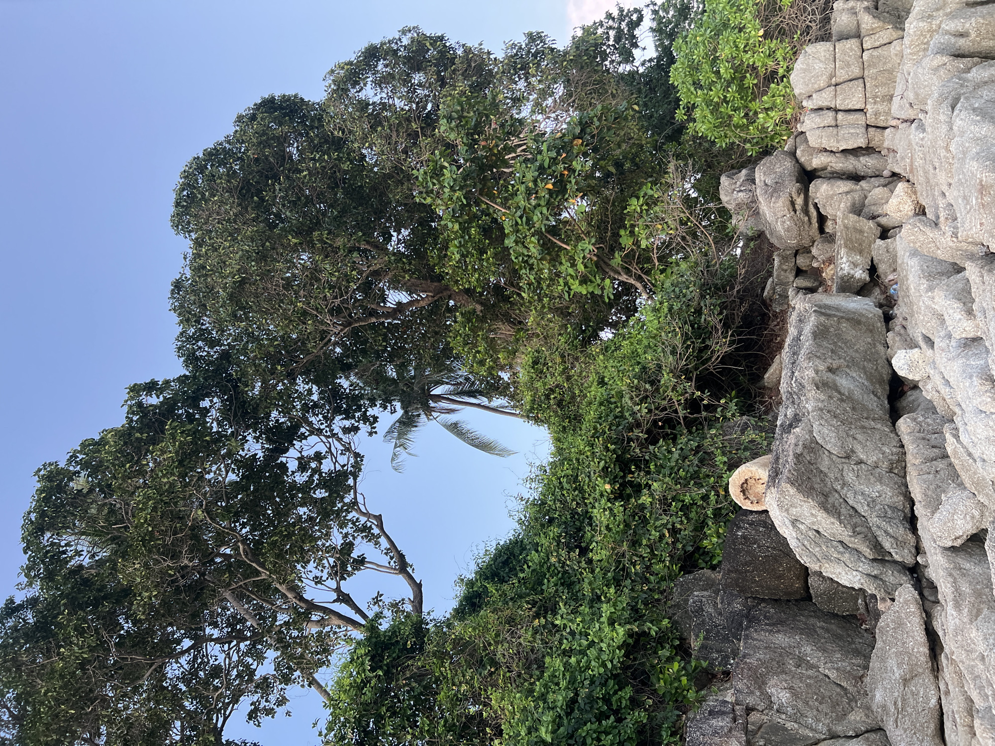 This is a low-angle, medium shot of a rocky shoreline with lush vegetation and trees under a clear blue sky. The foreground is dominated by large, grey, weathered rocks of various sizes, some appearing stacked or piled. Among these rocks, a light-colored, hollowed-out cylindrical object, possibly a piece of driftwood or a hollowed stone, sits on a larger rock towards the center left. Behind the rocks, dense green foliage and leafy trees extend upwards, with some branches of a large tree arching over the scene. A palm tree with its fronds visible is nestled within the greenery to the right of center. The overall environment suggests a natural, somewhat wild coastal area in Choeng Thale, Thailand. There are no people or animals present in the image.