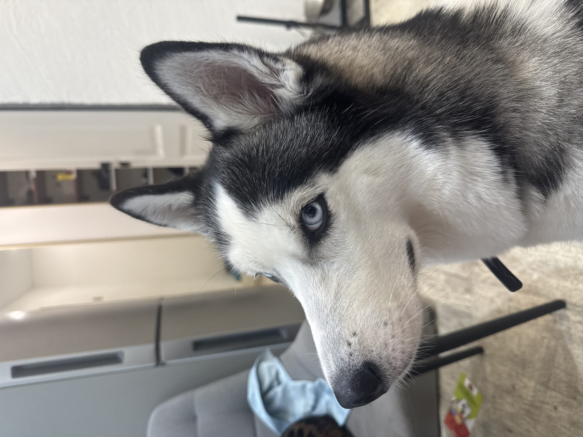 A close-up, head-and-shoulders shot shows a husky dog with striking blue eyes. The dog's fur is a mix of black, white, and gray. In the background, a light-colored refrigerator is visible, along with a portion of a gray chair draped with a light blue cloth. The flooring appears to be a light-colored rug. A small, dark object, possibly a leash, extends from the dog's neck area. The scene is indoors, suggesting a residential setting.