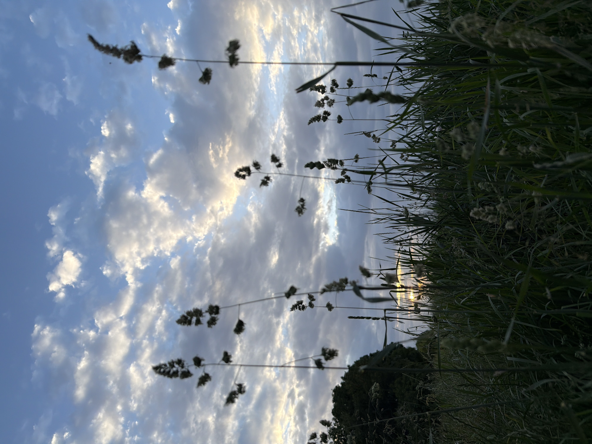 This is a low-angle shot of tall grass and seed stalks in a field at dusk, with the sky filled with clouds. The sun is setting, casting a warm glow through the clouds and illuminating the grass in the foreground. A dark, leafy tree is visible on the left side of the frame. The overall impression is one of a peaceful, natural setting on the outskirts of Poing, Germany, likely in a field or parkland. There are no people or animals visible in the image.