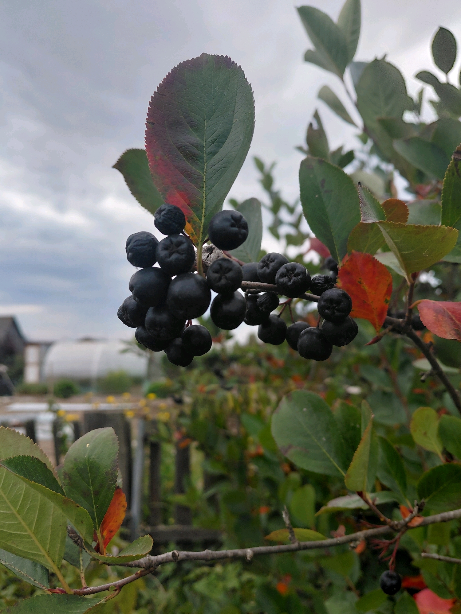 A close-up shot captures a cluster of dark, ripe chokeberries hanging from a branch, set against a cloudy, overcast sky. The berries are round and clustered together, some showing a slight sheen. A few leaves on the branch are transitioning from green to red and purple hues, indicating the arrival of autumn. In the background, out of focus, a rural landscape is visible, featuring a greenhouse structure, a wooden fence, and dense foliage. The overall impression is one of a natural, outdoor setting, likely in a garden or rural area, with the focus sharply on the detail of the fruit and foliage. The location is identified as Malinovka, Russia.