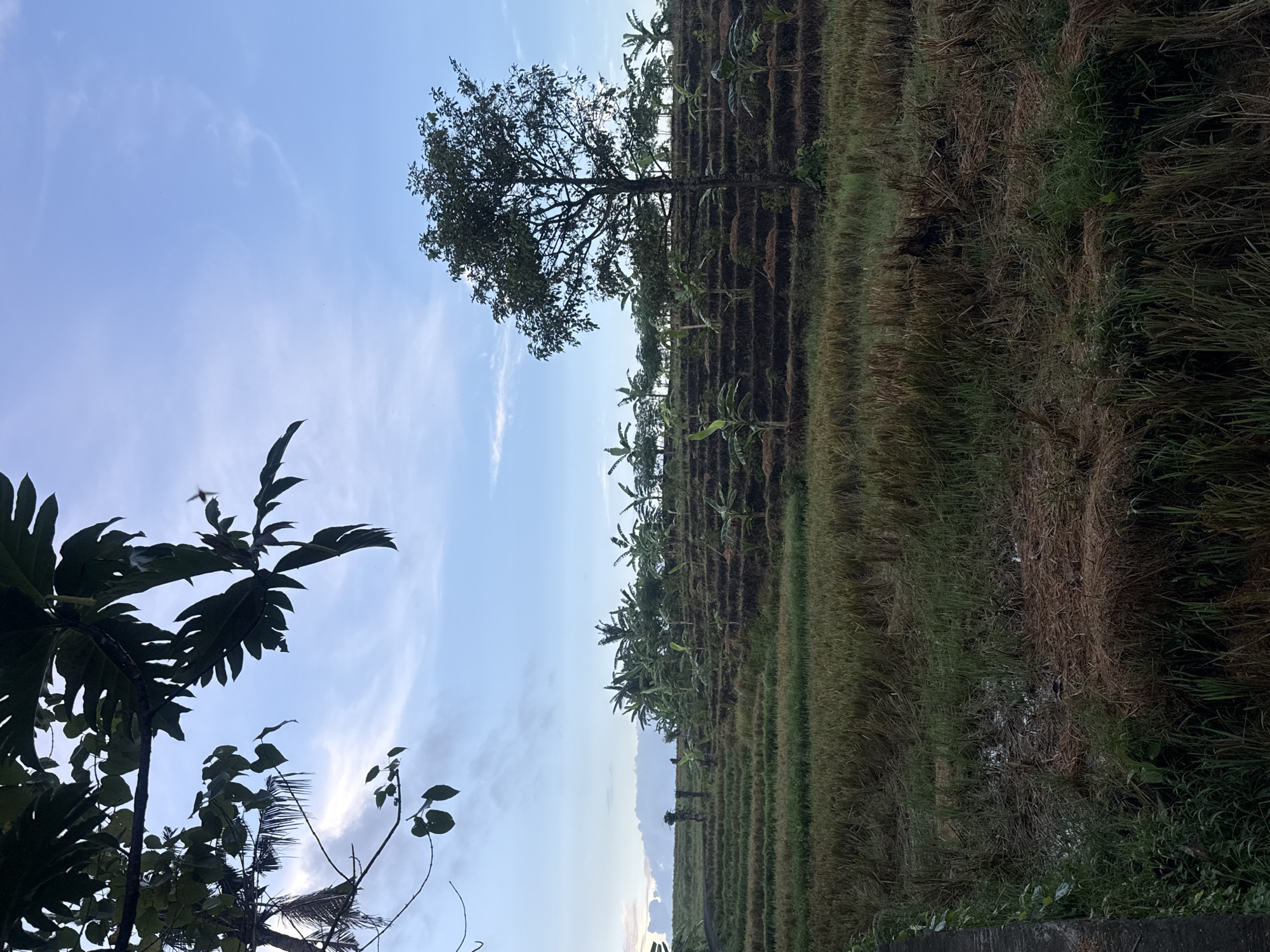 The image depicts a rural landscape in Mengwi, Indonesia. Terraced rice paddies dominate the scene, with variations in color suggesting different stages of growth or harvested fields. A single large tree stands amidst the terraces, and smaller trees or plants are visible along the edges. The sky is blue with scattered clouds. In the lower left corner, foliage obscures part of the view.