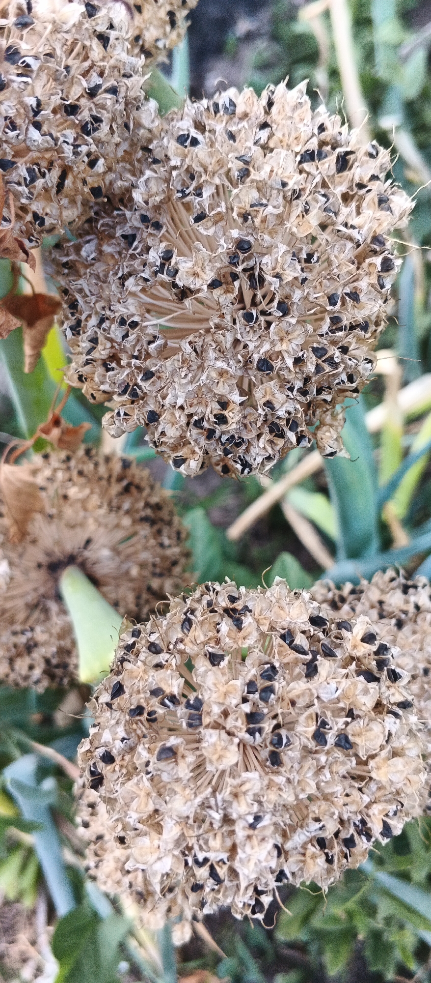 The image shows a close-up view of dried onion seed heads with black seeds visible. The seed heads are spherical and appear to be in various stages of drying. The background is blurred and consists of green foliage, suggesting an outdoor setting. The scene is likely located in a garden or field in Smila, Ukraine. There are no people or any other visible subjects in the image. The focus is entirely on the natural detail of the seed heads.