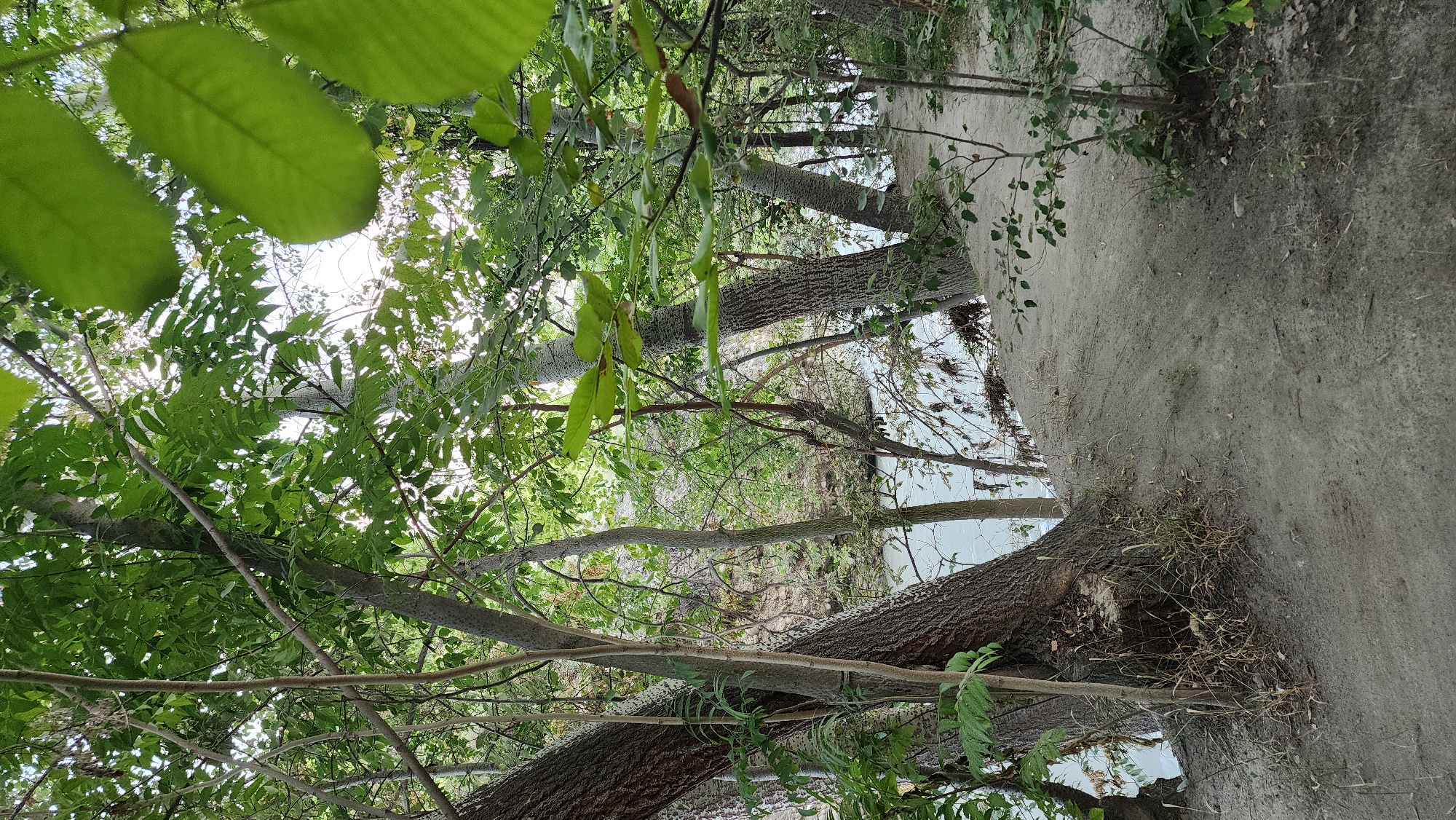 The image depicts a natural scene with a dirt path winding through trees alongside a body of water. The path appears to be on a slope leading down towards the water. Dense foliage and tree trunks dominate the foreground and midground, with sunlight filtering through the leaves, creating dappled light. The water is a light, milky color, and its surface is relatively calm, with some debris visible along the bank. The environment appears somewhat wild and undeveloped, suggesting a rural or park-like setting. There are no people or animals visible in the image. The location is identified as Mehnatobod, Uzbekistan.