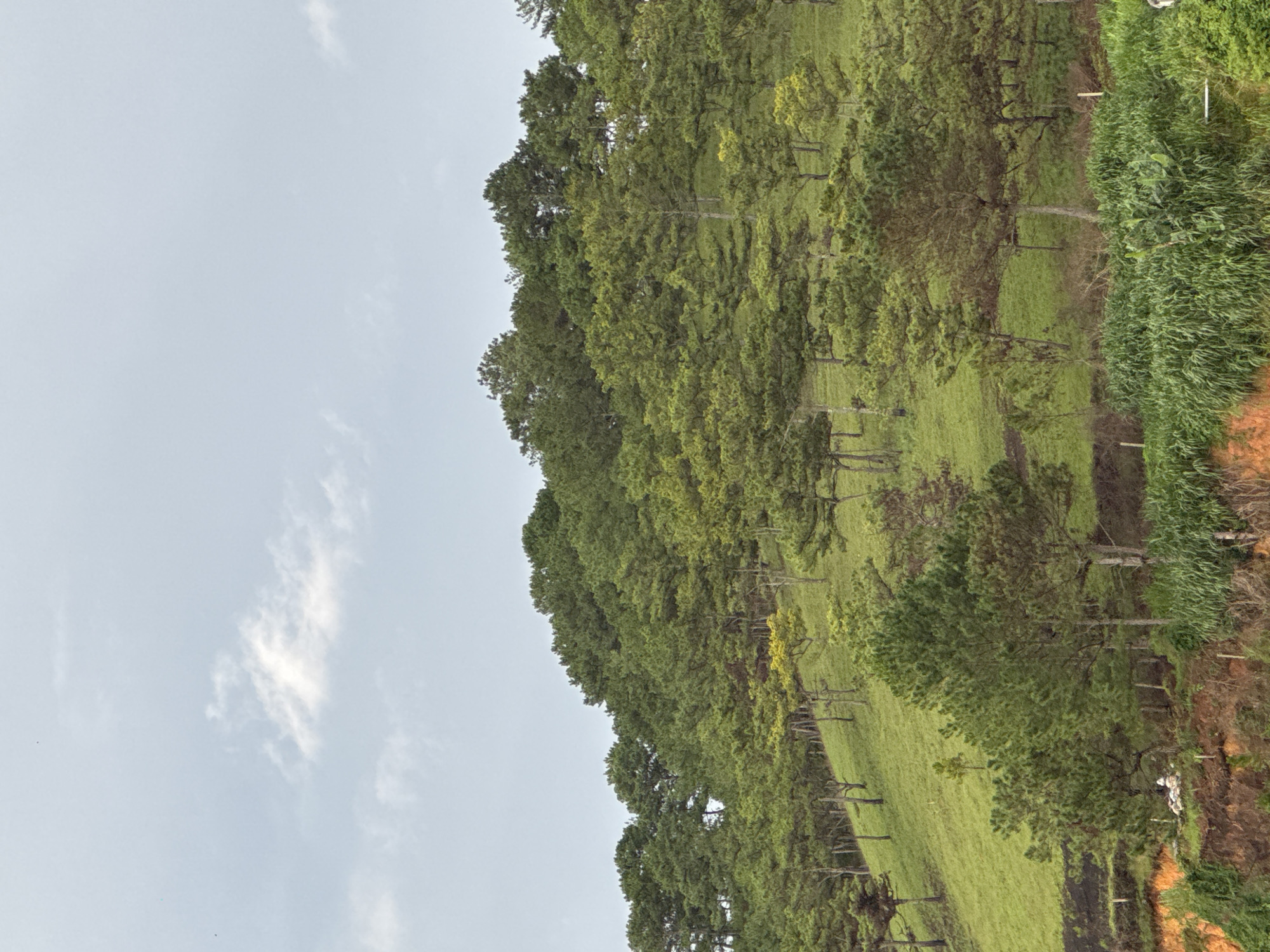 This is a photograph taken from a low angle looking up at a tree-covered hillside under a cloudy sky. The hillside is covered in a dense forest of pine trees, with some areas of bright green grass visible between the trees. In the foreground, there is a steep embankment with reddish-brown soil and lush green vegetation. A few smaller trees are scattered on the lower part of the hill. The sky is overcast with light gray clouds. The image appears to be of a natural landscape, possibly in a rural or mountainous area, consistent with the geography of Lạc Dương, Vietnam, known for its pine forests and hilly terrain. There are no people or animals visible in the image.