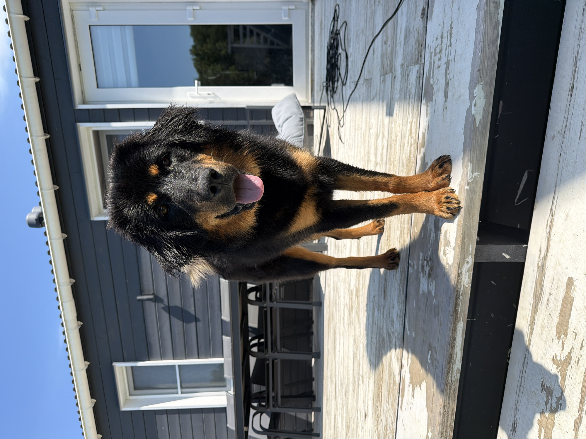 A large, black and tan dog stands on a wooden deck in front of a dark gray building with white trim and windows. The dog is facing the camera with its mouth open and tongue hanging out. The deck is made of weathered white planks. In the background, there is a table with chairs, a glass door, and a coiled black cable on the deck. The sky is clear and blue, and the sun is casting shadows. The image appears to be taken in a residential area.