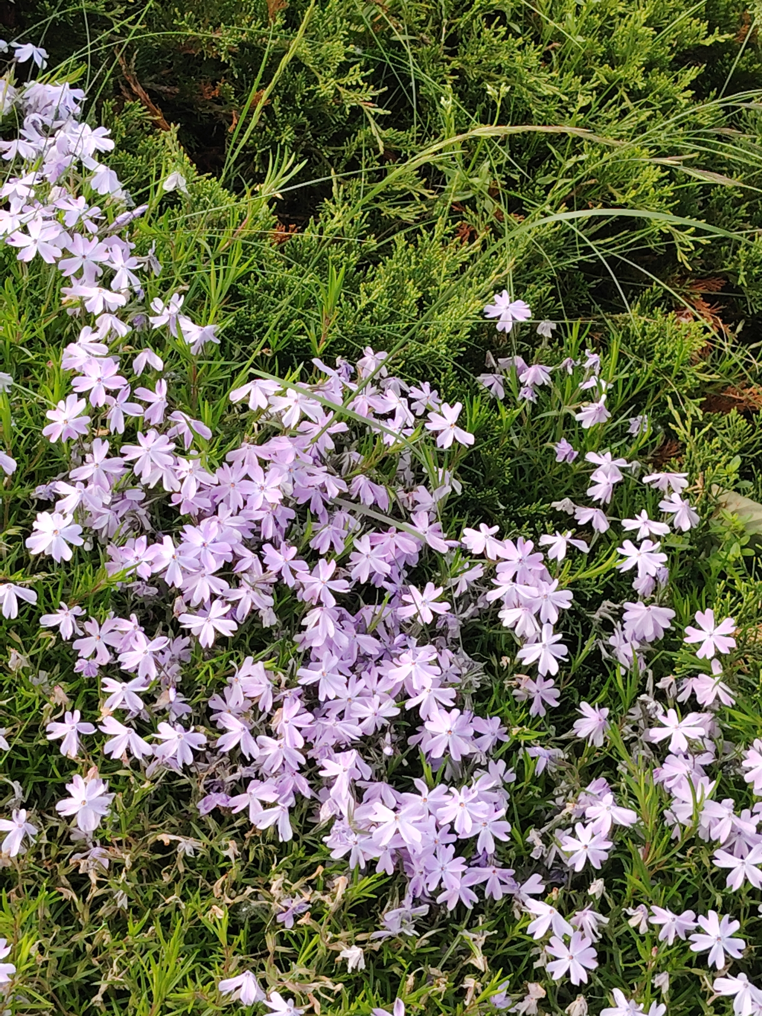 The image provides a close-up, high-angle view of a vibrant ground cover featuring numerous small, light purple or lavender flowers amidst lush green foliage. The flowers, possibly a variety of creeping phlox (Phlox subulata), are five-petaled and appear in dense clusters, predominantly across the lower and central areas of the frame. Their delicate color stands out against the various shades of green.
The greenery consists of at least two distinct types: a finer, grass-like foliage that forms a bright green base for many flowers, and a denser, darker green evergreen shrub, possibly a juniper, visible towards the upper and right portions of the image, providing a textured background. Some brownish, dried plant material is nestled within the deeper parts of the dense shrubbery.
The scene is brightly and evenly lit, suggesting daytime. No people, animals, or man-made objects are visible, and there is no discernible activity other than the blooming of the flowers. The overall impression is one of natural beauty and botanical detail, captured in what appears to be a garden or landscaped area. No visible text is present. The location context provided is Бараўлянскі сельскі Савет, Belarus.
