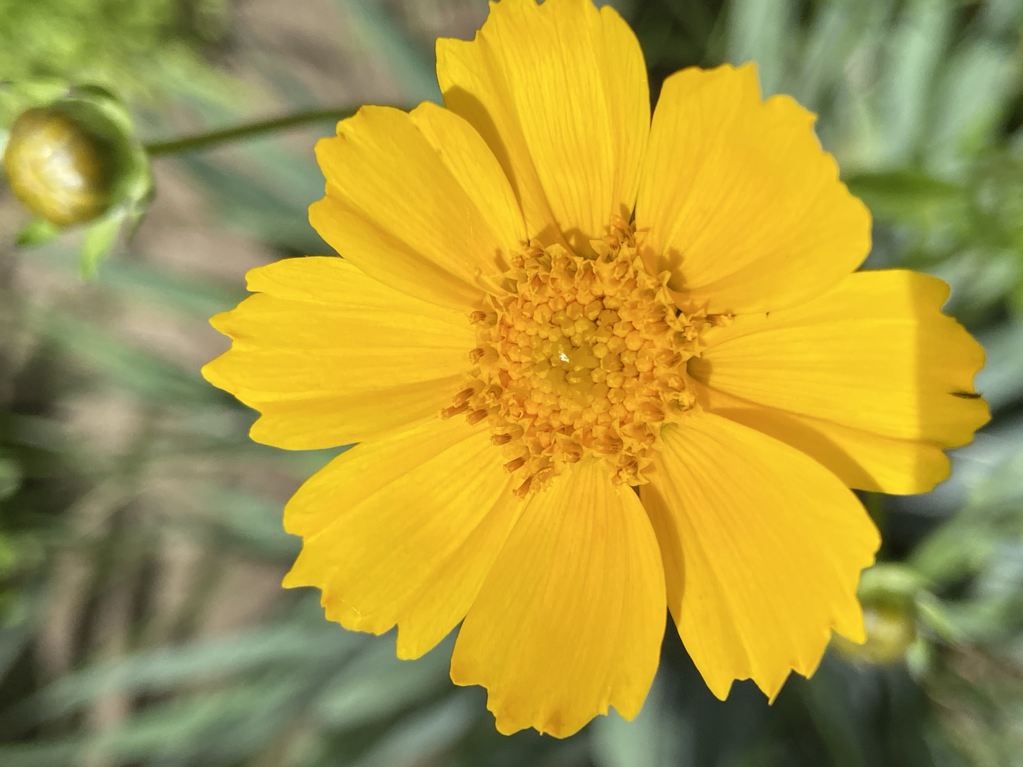 A close-up shot depicts a bright yellow flower, likely a Coreopsis, with numerous petals radiating from a dense, textured center. The flower is in full bloom, exhibiting a vibrant and warm color. In the background, there is a hint of green foliage and a bud, suggesting the flower is part of a plant. The lighting appears to be natural, casting gentle shadows on the petals. The location is specified as Unknown, Unknown.
