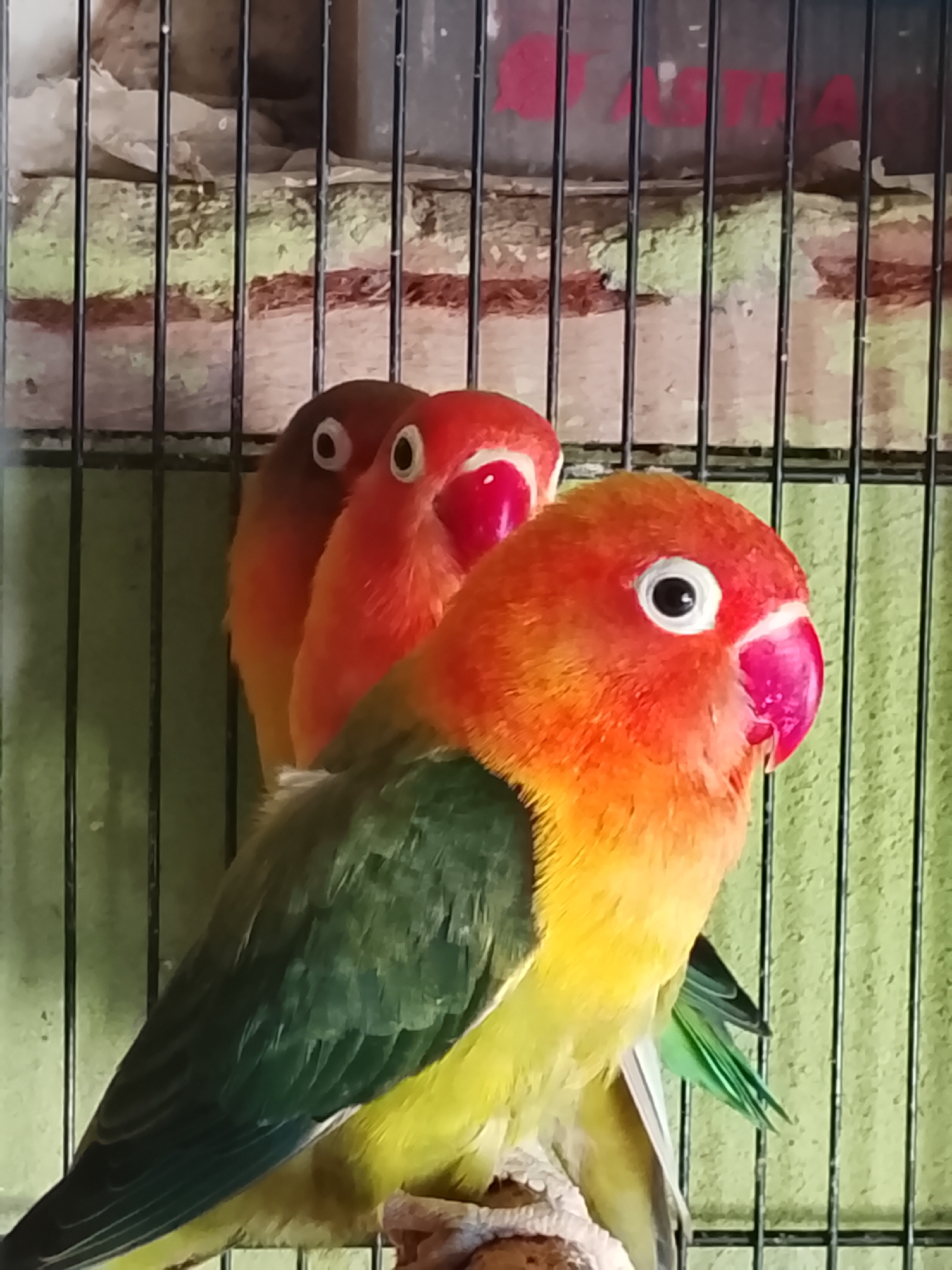 In Kuta Trieng, Indonesia, an image captures three Fischer's lovebirds inside a cage. The bird in the foreground, facing to the right, displays vibrant orange and yellow plumage on its head and chest, transitioning to green feathers on its wings and tail. Its bright pink beak is prominent, and its eye is dark with a white ring. Behind it, two other lovebirds are visible, their heads and necks also showing orange and red coloration. The cage bars are a dark color, and a light green background is apparent behind the birds. The overall scene is a close-up, vertical shot of the birds in their enclosure.