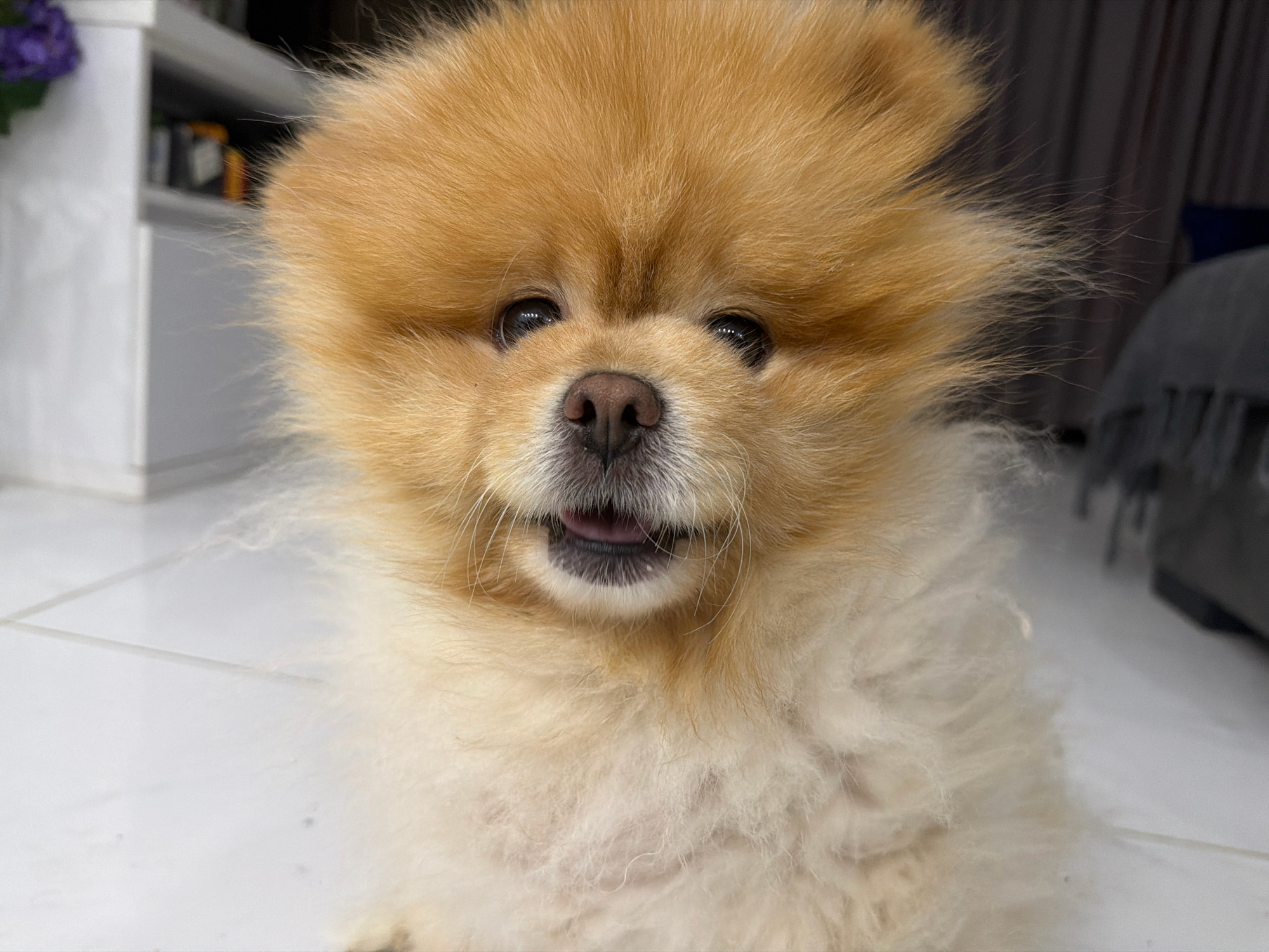 The image shows a close-up of a Pomeranian dog's face. The dog has light brown fur and is looking directly at the camera with its tongue slightly sticking out. The background is blurred, but appears to be an indoor setting with white tiled flooring and some shelving units with books visible. The overall impression is of a domestic environment. The image does not provide any information about the city of Tbilisi, Georgia.