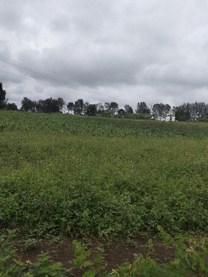The scene depicts an expansive agricultural landscape in Nyansiongo ward, Kenya, under an overcast sky dominated by dense grey clouds. The foreground consists of dark brown soil with sparse green ground cover. Moving into the midground, the terrain rises slightly, covered by extensive fields of green vegetation. One section of the field exhibits rows of uniformly planted, taller green crops, consistent with young maize. Adjacent to this, another section features a dense growth of shorter, wilder green plants, many displaying small white flowers. A distinct treeline composed of numerous dark green trees forms the horizon in the background, separating the fields from the distant sky. Multiple thin, dark horizontal lines, consistent with power or telephone wires, are visible stretching across the upper portion of the image, above the treeline. No human subjects, animals, or explicit actions are present within the frame.