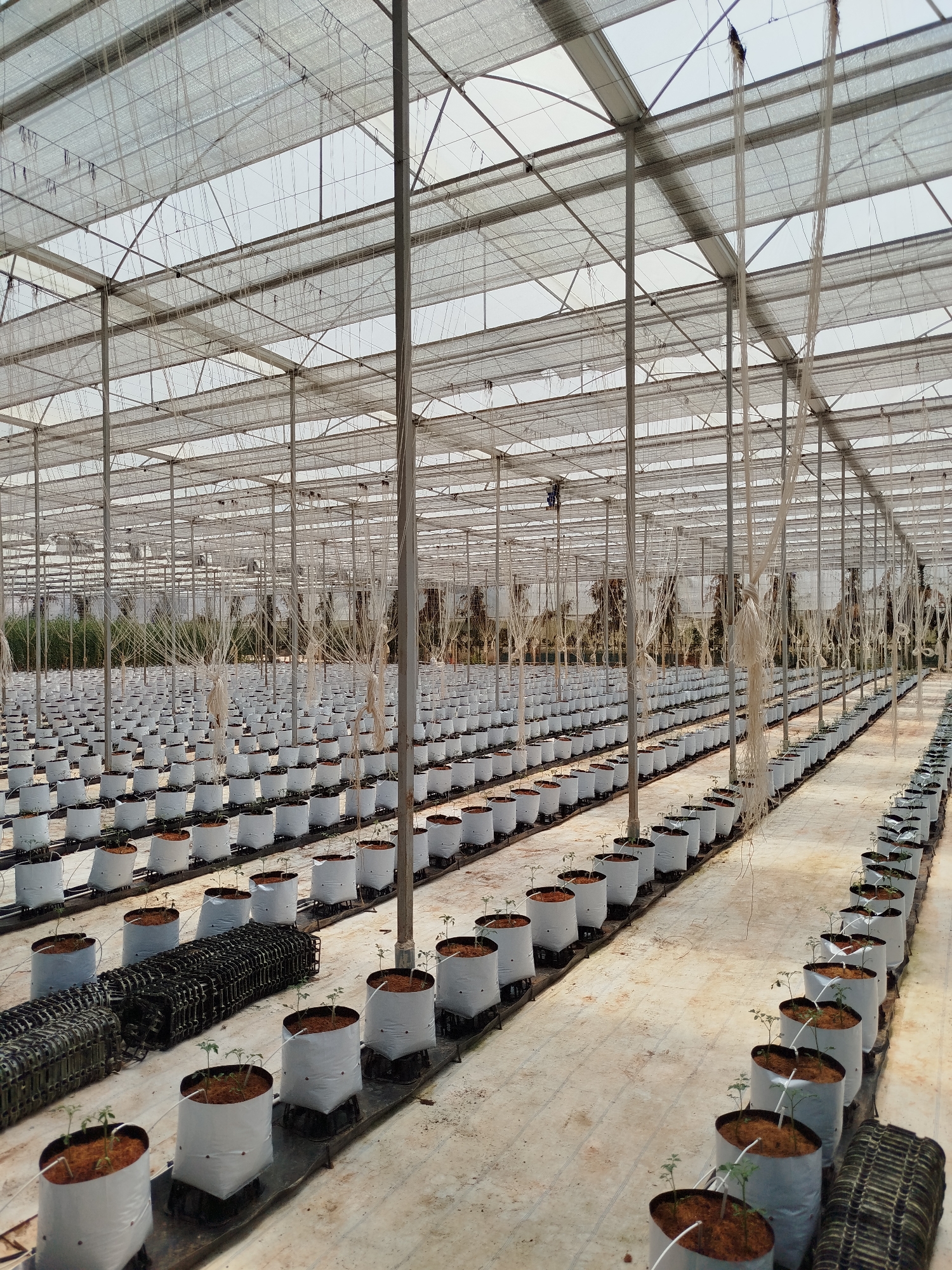 The image depicts the interior of a large greenhouse located in Lang Biang - Da Lat, Vietnam. Rows of white grow bags containing small plants, likely seedlings, are arranged neatly across the floor. The plants are supported by a network of strings that descend from the greenhouse's overhead structure. The greenhouse has a metal frame and a translucent roof designed to allow sunlight in. Some empty black plastic trays are stacked at the end of the rows. The floor is a light color and appears to be made of concrete or a similar material. There are no people visible in the image.