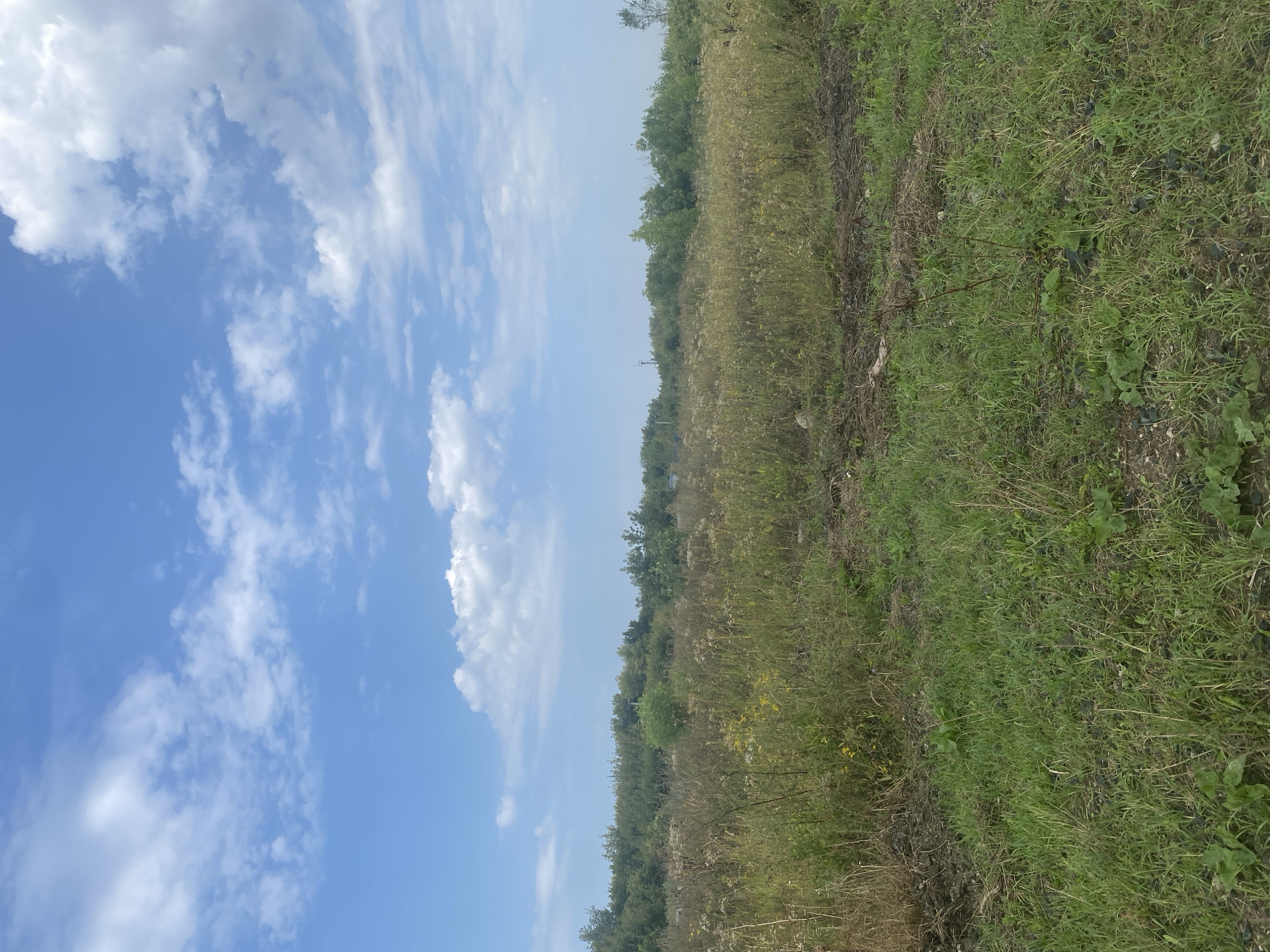 A vertical, eye-level shot captures a landscape with a blue sky dotted with white, fluffy clouds in the upper half. The horizon is lined with a dense band of green trees. Below the trees, a field of dry, yellowish-brown grass and weeds stretches across the middle ground, with some scattered yellow wildflowers. The foreground is dominated by a patch of green grass interspersed with dark soil and small stones. The scene appears to be an undeveloped area, possibly on the outskirts of the city of Obsharovka, Russia, given the naturalistic setting. No people or specific objects are clearly identifiable.