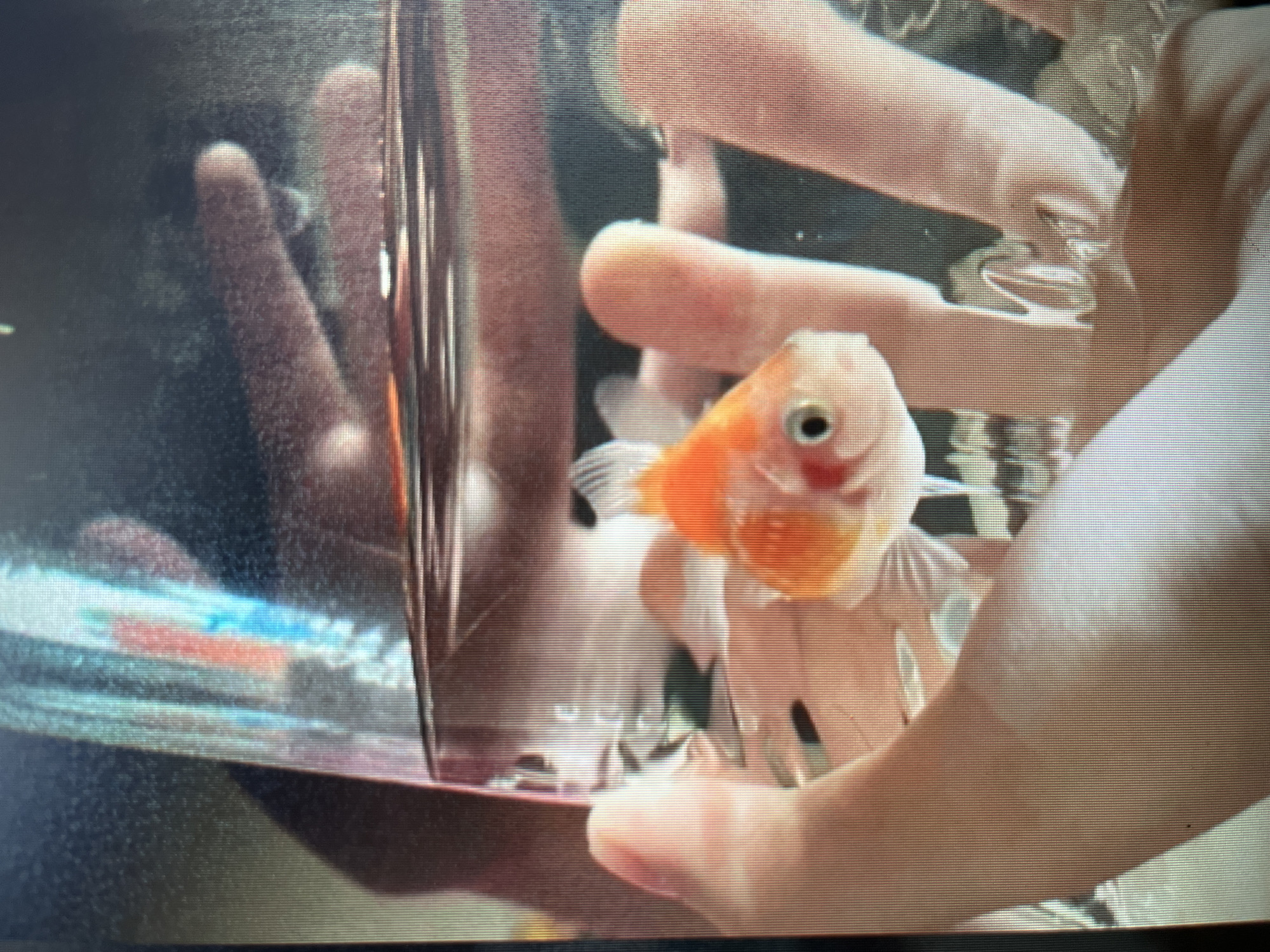 A goldfish is being held in cupped hands, submerged in water within a glass container. The goldfish is predominantly orange and white with a single eye visible. The hands appear to be those of an adult or older child, with fingers and palms gently supporting the fish and water. The background is dark and out of focus, with some blurry objects visible, including what appears to be part of an aquarium filter or decoration with colored elements. There is no indication of a specific location within the city of Sejahtera, Indonesia, or any other geographical context.