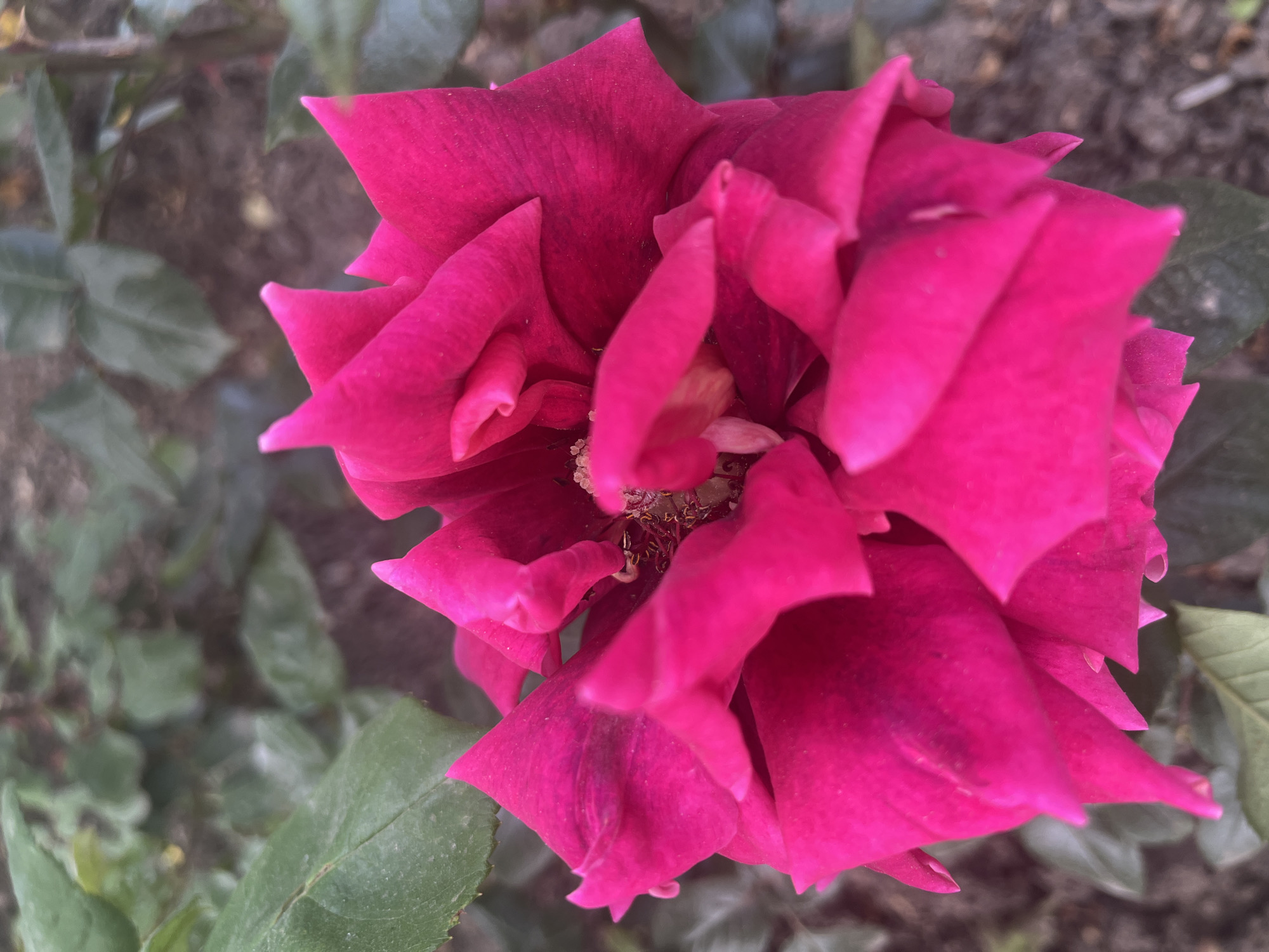 The image features a close-up of a deep pink or crimson rose in full bloom. The flower is the central focus, with its petals unfurling in layers, creating a textured and somewhat ruffled appearance. The center of the rose reveals some stamens and other floral components.
The background is blurred, showing green foliage and some bare ground, suggesting the rose is part of a garden or landscaped area. The location, Krasnodar, Russia, is inferred.