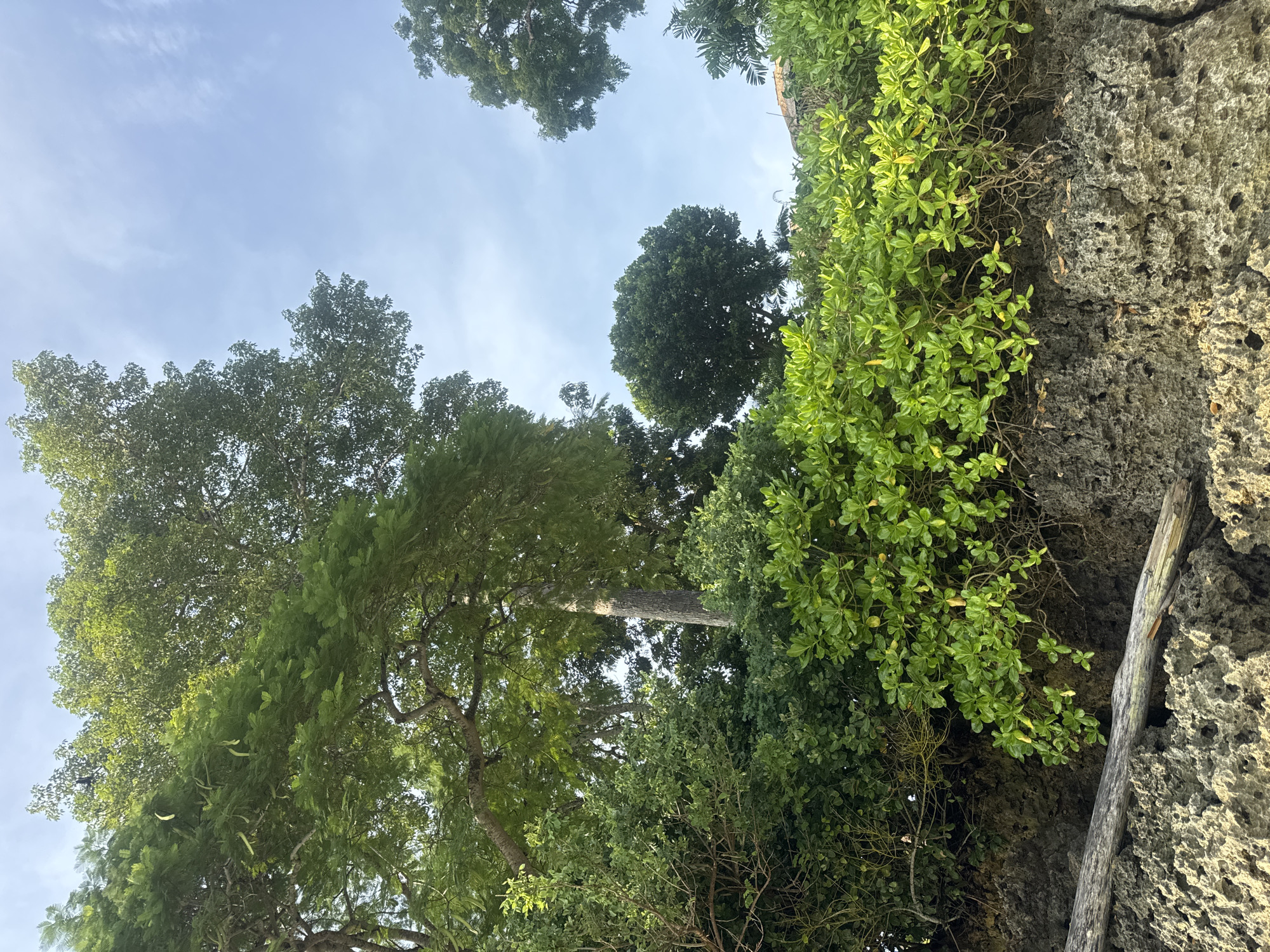 The image is a view upwards towards the sky, showcasing a mix of trees, foliage, and a rocky cliff face in Jimbaran, Indonesia. The sky is light blue with some scattered clouds. Green trees fill a significant portion of the view, with different species distinguished by leaf size and canopy structure. A rugged, grey cliff face is seen on the right side of the frame, with green vegetation clinging to its surface. A long, weathered piece of wood is wedged into a crack in the rock. There are no people visible in the image.