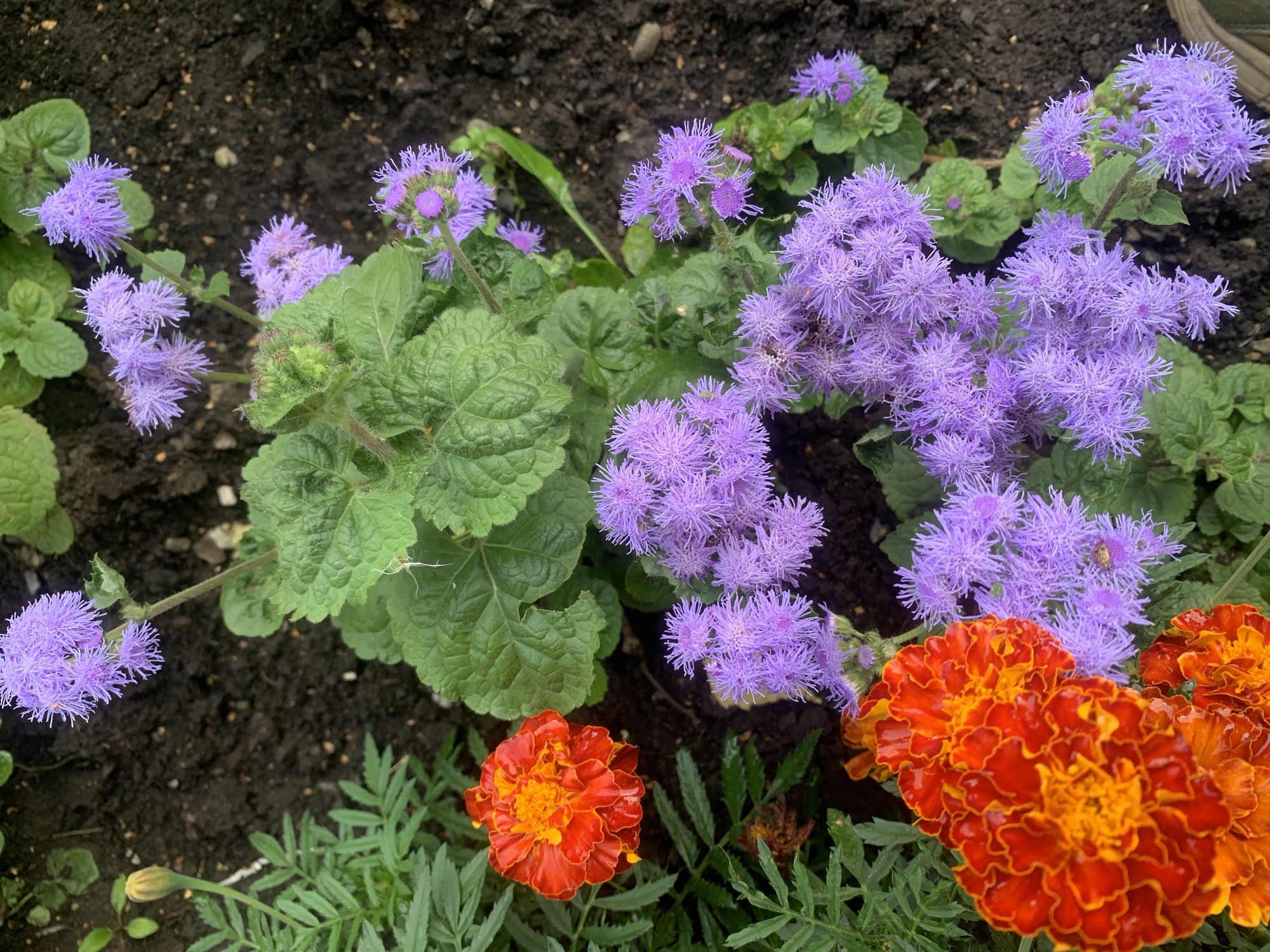 A close-up, high-angle shot captures a collection of vibrant flowers growing in dark soil, likely in a garden or park setting in Prokopyevsk, Russia. The foreground features two large, ruffled marigold flowers in intense shades of orange and red, their petals appearing slightly wet. Interspersed with the marigolds are clusters of delicate, fluffy purple flowers, possibly Ageratum. Lush green foliage surrounds the blooms, with some leaves showing a slightly textured surface. The background consists of dark, rich soil with scattered small pebbles and organic matter. The lighting suggests an overcast day, casting a soft, diffused light on the scene. There are no people or animals visible in the frame.