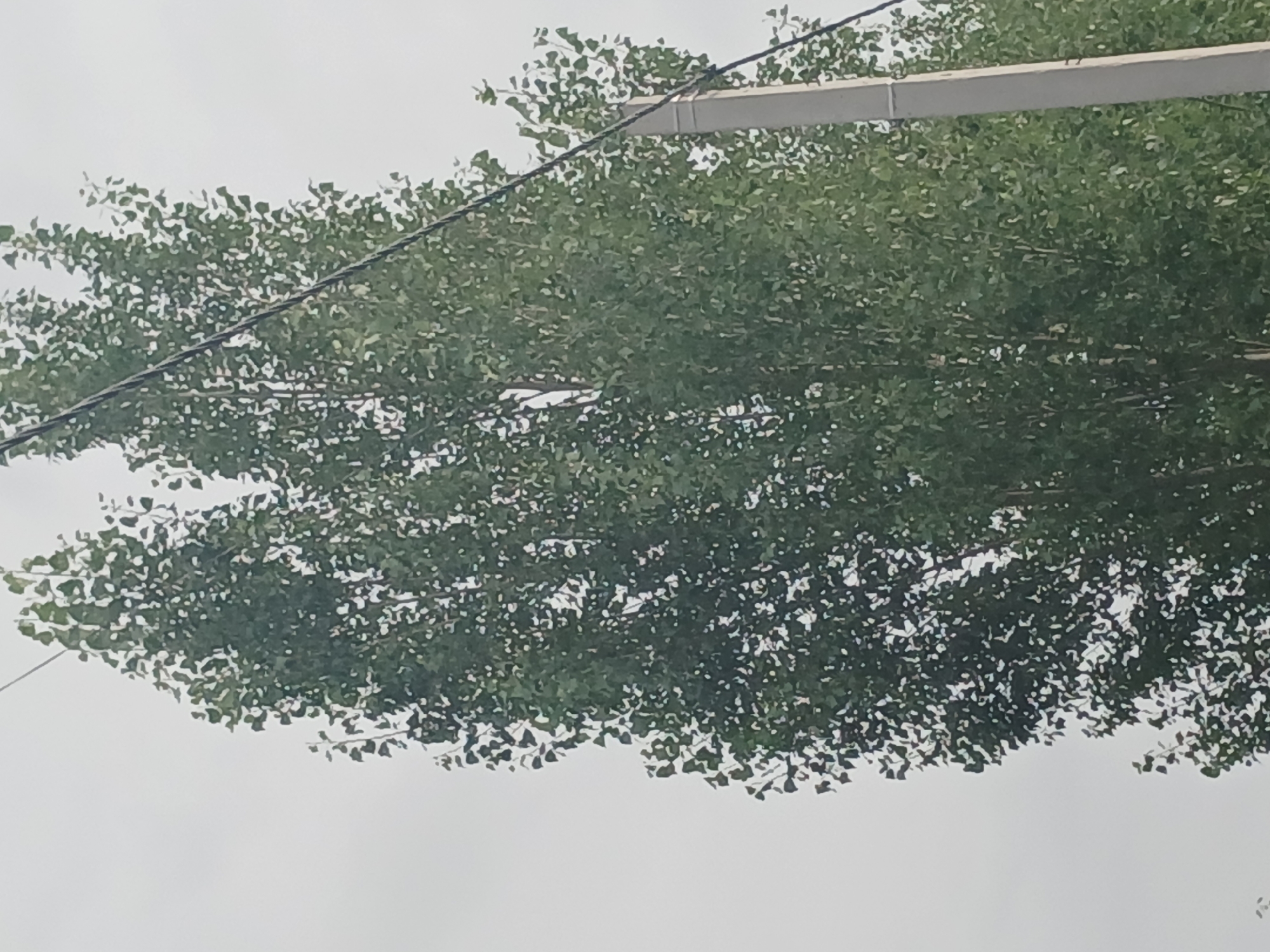 This is a medium-shot, vertically oriented photograph taken from a low angle looking up at two tall, leafy trees against a pale, overcast sky. A concrete utility pole stands on the right side of the frame, and a power line runs horizontally across the upper portion of the image, bisecting the trees. The trees are dense with green foliage, and their trunks are partially obscured by the leaves. The overall impression is of a natural scene within an urban environment, with the utility pole and power line indicating the presence of infrastructure. The scene appears to be located in Makinsk, Kazakhstan, as indicated by the prompt.