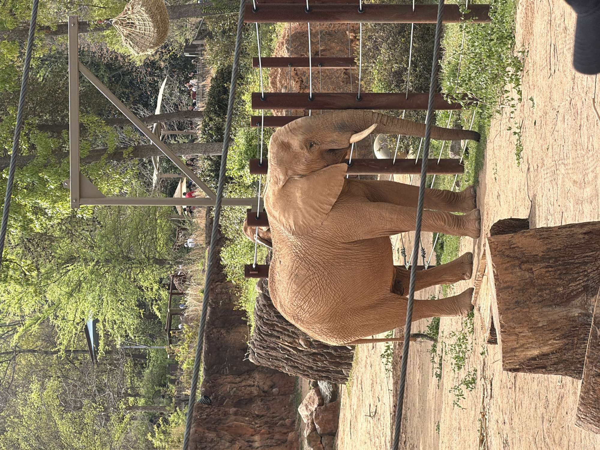 The image captures an African elephant at the Atlanta Zoo in Atlanta, Georgia, United States of America. The elephant, characterized by its sandy brown skin and large ears, is standing behind a rope-and-wood barrier in a landscaped habitat that mimics its natural environment. Vegetation and rock formations are visible in the background. In the far distance, a crowd of zoo visitors are present. An unnatural metal structure is set up in the background, possibly a part of the structure of the zoo.