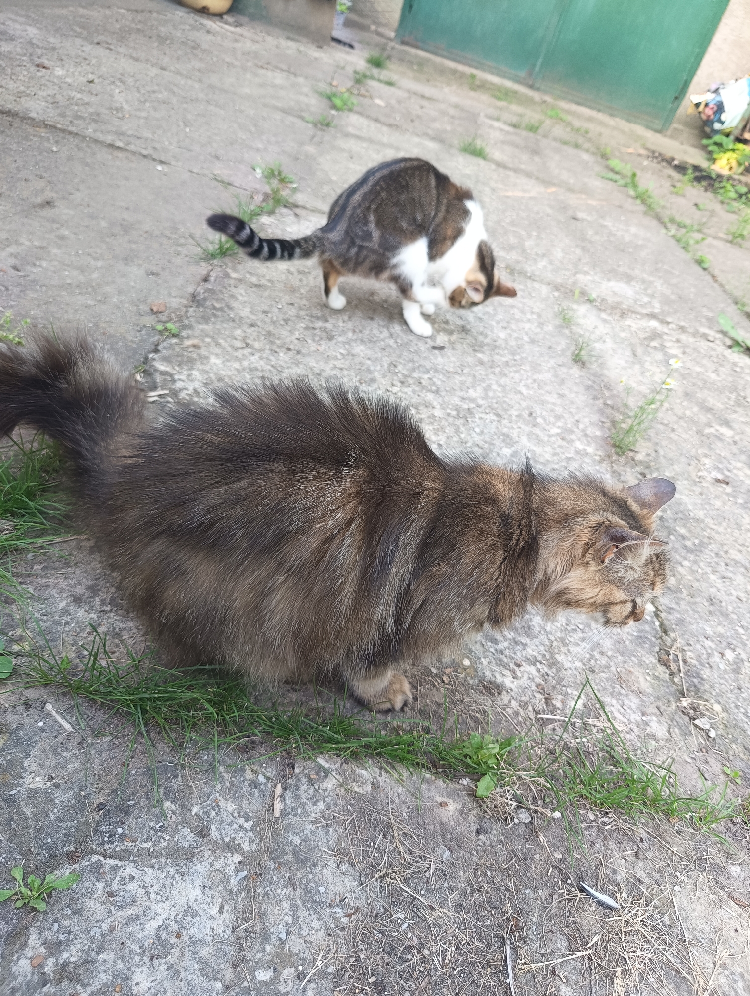 Two domestic cats are observed on a cracked concrete surface interspersed with grass and dry vegetation in an outdoor setting in Unknown, Unknown.
In the foreground, slightly to the left of the center, a long-haired brown tabby cat with thick, ruffled fur and dark stripes is crouched low. Its head is turned towards the right, and it is focused on a small, approximately 3-4 inch long, silver-colored fish lying on the dry vegetation directly in front of its paws. The tip of this cat's visible right ear appears slightly darker or discolored. Its fluffy tail is visible in the lower-left.
Further back and to the right, a second, short-haired domestic cat with brown tabby markings and prominent white patches on its chest, front paws, and face is also in a low crouch. Its head is down, angled towards the ground, appearing to sniff or investigate the surface. This cat's tail features distinct black rings.
The ground consists of weathered grey concrete slabs with numerous cracks, through which clumps of green grass and patches of dry, light-colored vegetation emerge. In the mid-ground, a few small white flowers with thin stems are sparsely distributed. The background on the left shows an indistinct yellow object (possibly a pot) and other blurry items. On the right, a large, dark green, possibly metallic surface (like a garage door or panel) is visible, with some colorful debris or a crumpled bag further to its right. The scene is illuminated by natural daylight.