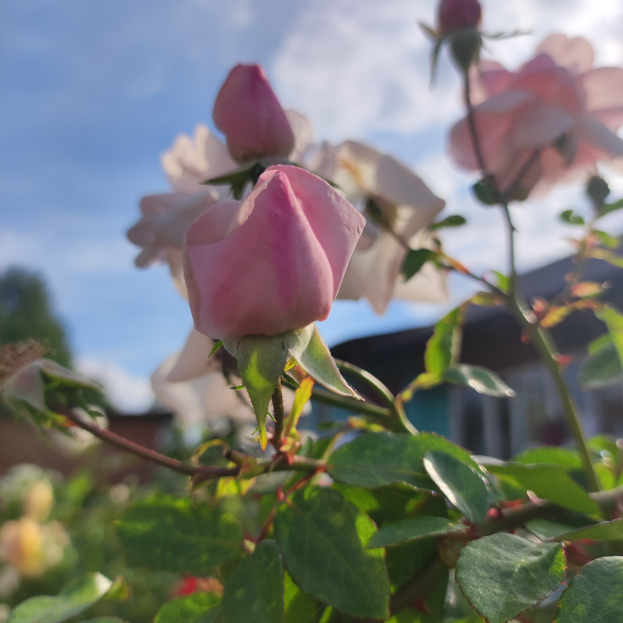 A close-up, low-angle shot captures a budding pink rose against a bright blue sky with scattered clouds, suggesting a sunny day. The rosebud is the central focus, its delicate petals tightly furled, with a hint of sunlight illuminating its edges. Several other white and pink roses, some in bloom and others as buds, are visible in the background, slightly out of focus. Green leaves and thorny stems of the rose bush are prominent in the foreground and mid-ground, showcasing the plant's vibrant growth. In the distance, blurry shapes of trees and a building with a turquoise-colored wall can be discerned, hinting at a garden or outdoor setting. The overall impression is one of natural beauty and the promise of blooming flowers. The time of day appears to be morning or afternoon, given the bright sunlight. There is no visible text in the image. The scene is set in Navoloki, Russia.