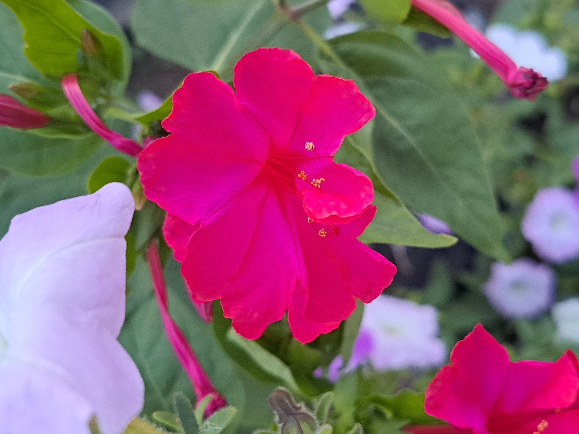 This is a close-up, vertically oriented photograph of several flowers, likely in a garden setting. The dominant flower in the center is a vibrant fuchsia, with five distinct petals that have slightly wavy edges. The stamens, tipped with yellow pollen, are visible within the center of this flower. To the upper left, a portion of a pale lavender or white flower is visible. In the lower left, another fuchsia flower is partially in frame. The background consists of lush green foliage and out-of-focus, lighter colored flowers. There are also several bright pink, tubular flower buds or unfurled flowers visible throughout the image. No people or specific landmarks that would indicate a location in Vypasne, Ukraine, are present. The lighting suggests it is daytime, with soft natural light illuminating the flowers.