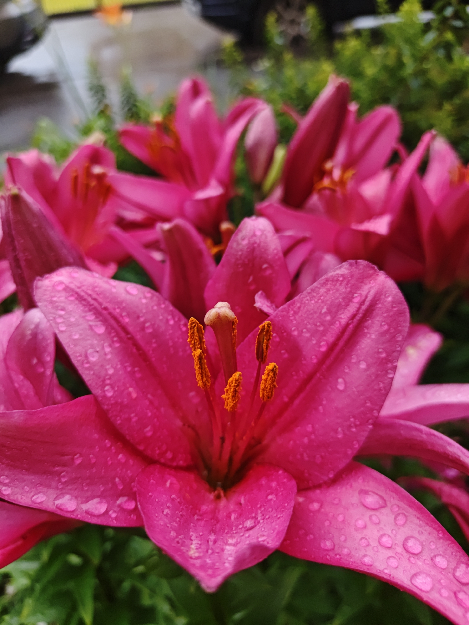 A close-up, high-angle shot captures a cluster of vibrant fuchsia lilies in bloom, their petals glistening with numerous water droplets, suggesting recent rain. The lilies are densely packed, with several in sharp focus in the foreground, revealing intricate details of their stamens and the delicate texture of their petals. The background is softly blurred, showing hints of green foliage and an out-of-focus car. The scene appears to be an outdoor setting, potentially a garden or park within the city of Shcherbinka, Russia, given the context. No people are visible in the frame, and the image focuses solely on the natural beauty of the flowers.