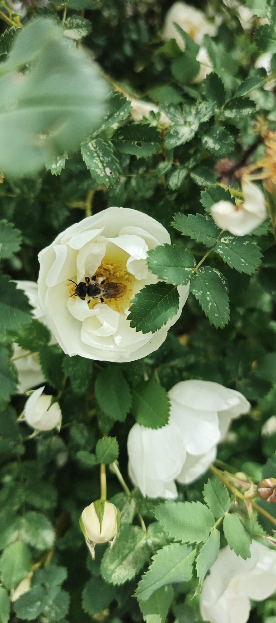 The image depicts a close-up of a white rose bush. Several white roses are in bloom, and a bee is nestled inside one of the flowers, likely collecting pollen. The leaves are green and have a slightly mottled appearance, possibly due to variegation or a slight disease. There is a flower bud near the lower left. The focus is sharp on the flower with the bee. The location is possibly Кемуль, Russia. There are no people in this image.