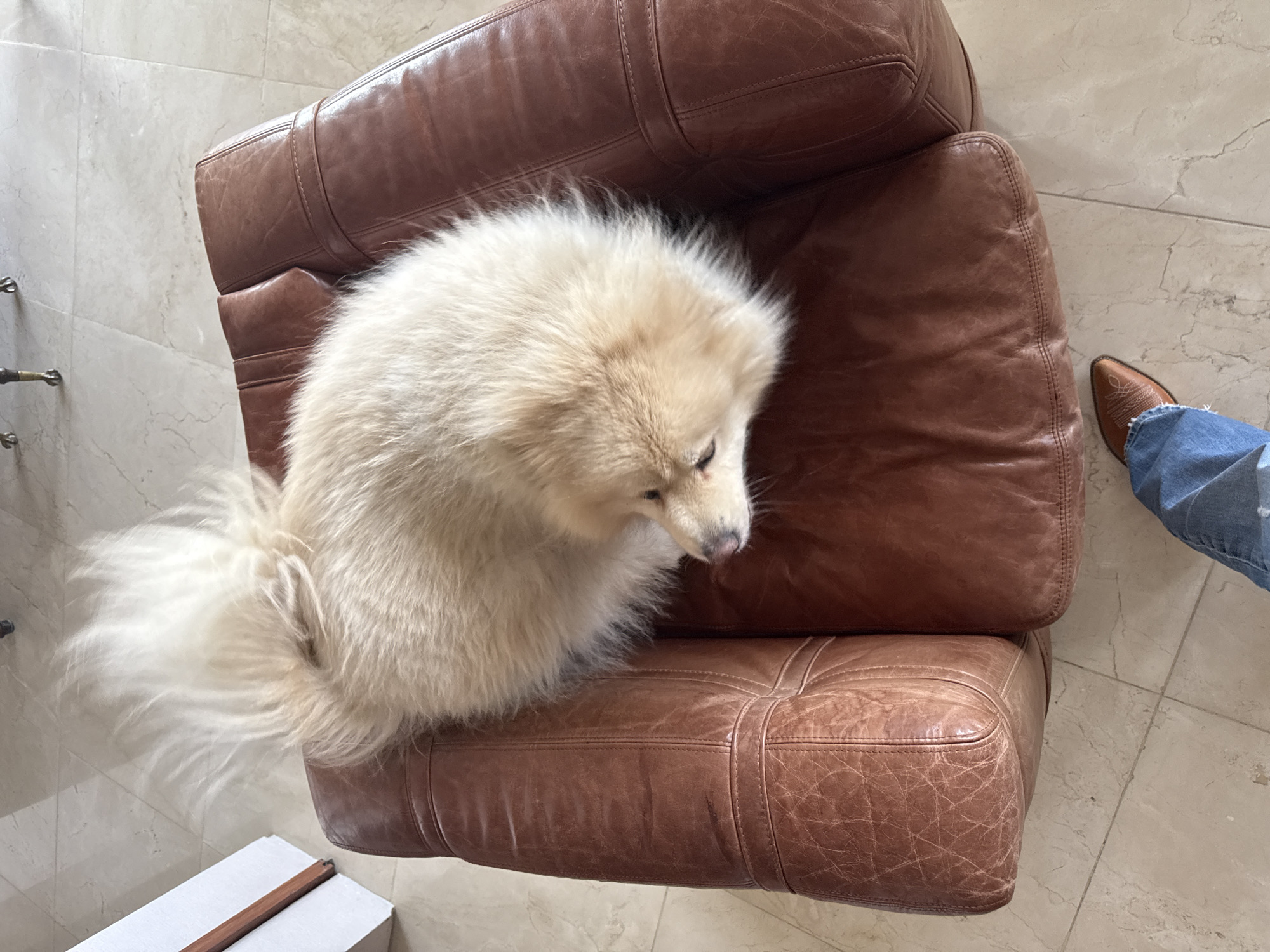 A fluffy, light-colored dog with a large bushy tail is resting on a brown leather armchair. The dog is curled up, with its head resting on its paws. The armchair is placed on a tiled floor. A person's legs, wearing blue jeans and a brown boot, are visible in the lower part of the image. The scene appears to be indoors, possibly in a home. The image does not contain any information that would allow for its placement in Huixquilucan de Degollado, Mexico.