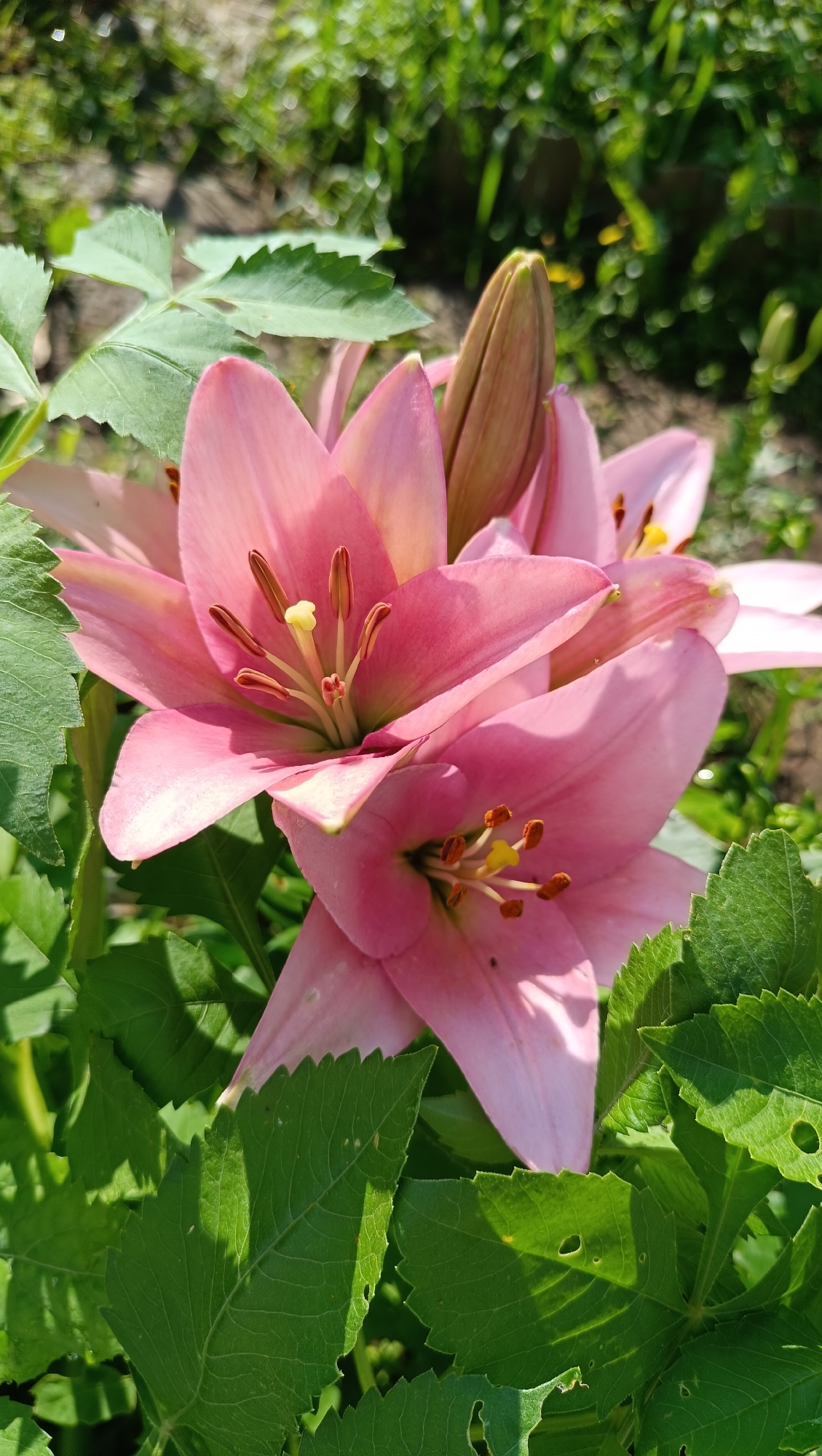 A close-up, eye-level shot captures a cluster of pink lilies in full bloom, nestled amongst lush green foliage. The flowers, with their delicate petals and prominent stamens tipped with pollen, are the central focus. Sunlight dapples through the leaves, casting shadows on the vibrant greenery and illuminating the flowers. The background is a soft blur of more green leaves and hints of the earth, suggesting an outdoor garden setting. The scene is peaceful and vibrant, showcasing the beauty of nature in a garden in Karsha, Russia.