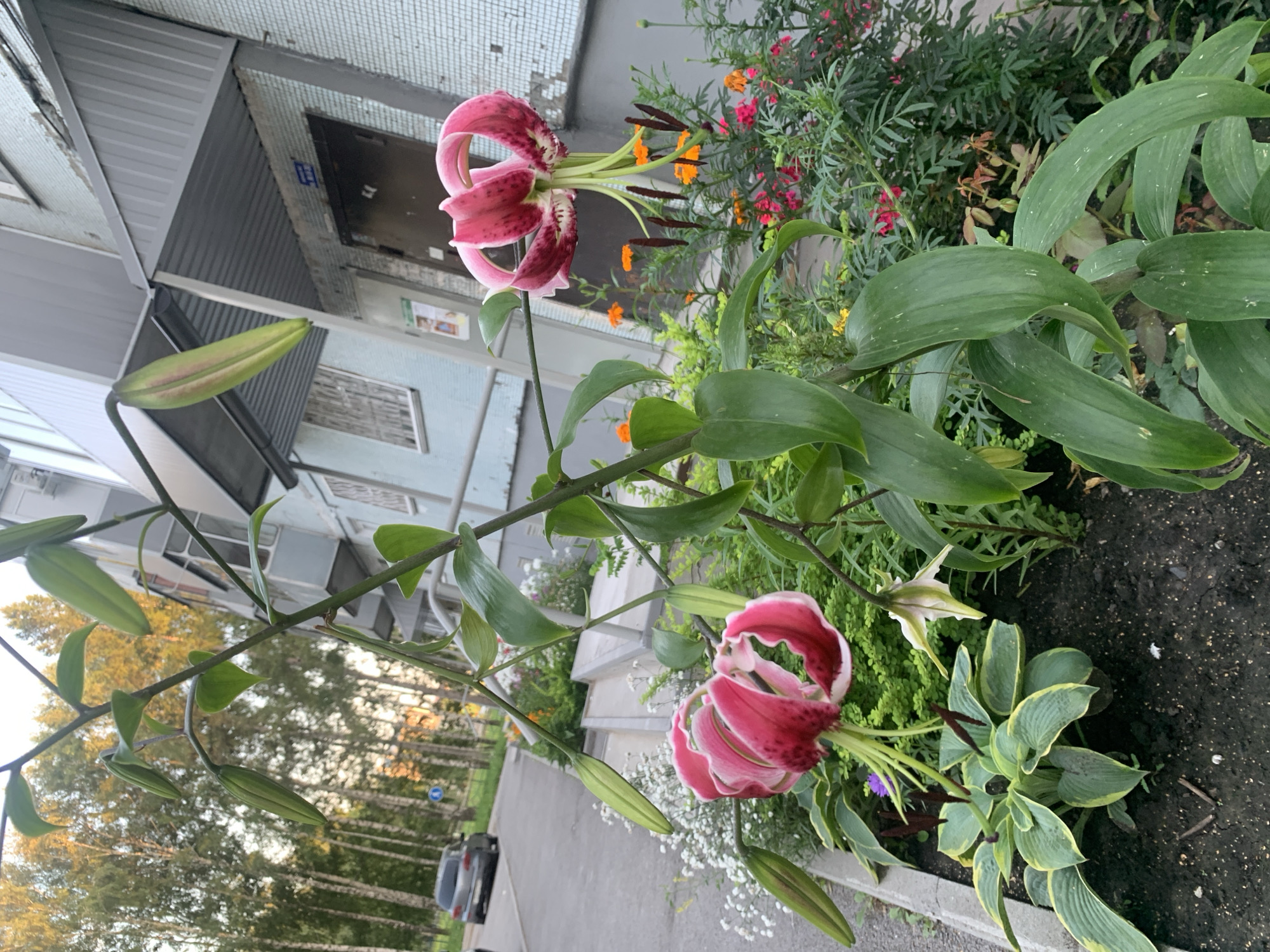 The image shows a flowerbed with several lilies in bloom in front of a multi-story building. The building appears to be an apartment complex, with several windows and a gray awning over the entrance. In the background, there are trees and a street with a car parked on it. The lighting suggests it is late afternoon or early evening, with the sun casting a warm glow on the scene. The specific location of Prokopyevsk, Russia, is not discernible from the visual information provided in the image itself. The scene depicts an urban outdoor setting with residential architecture and cultivated plants.