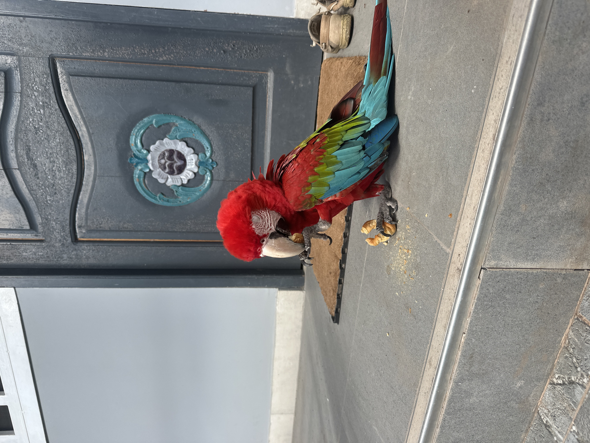 A red, green, and blue macaw is perched on a grey tiled surface in front of a dark grey door with decorative elements. The macaw is eating a piece of bread. There are crumbs scattered on the ground around the bird. To the right of the door, a pair of light brown sandals are visible. The background consists of a light grey wall and a doormat. The scene appears to be an outdoor entryway.