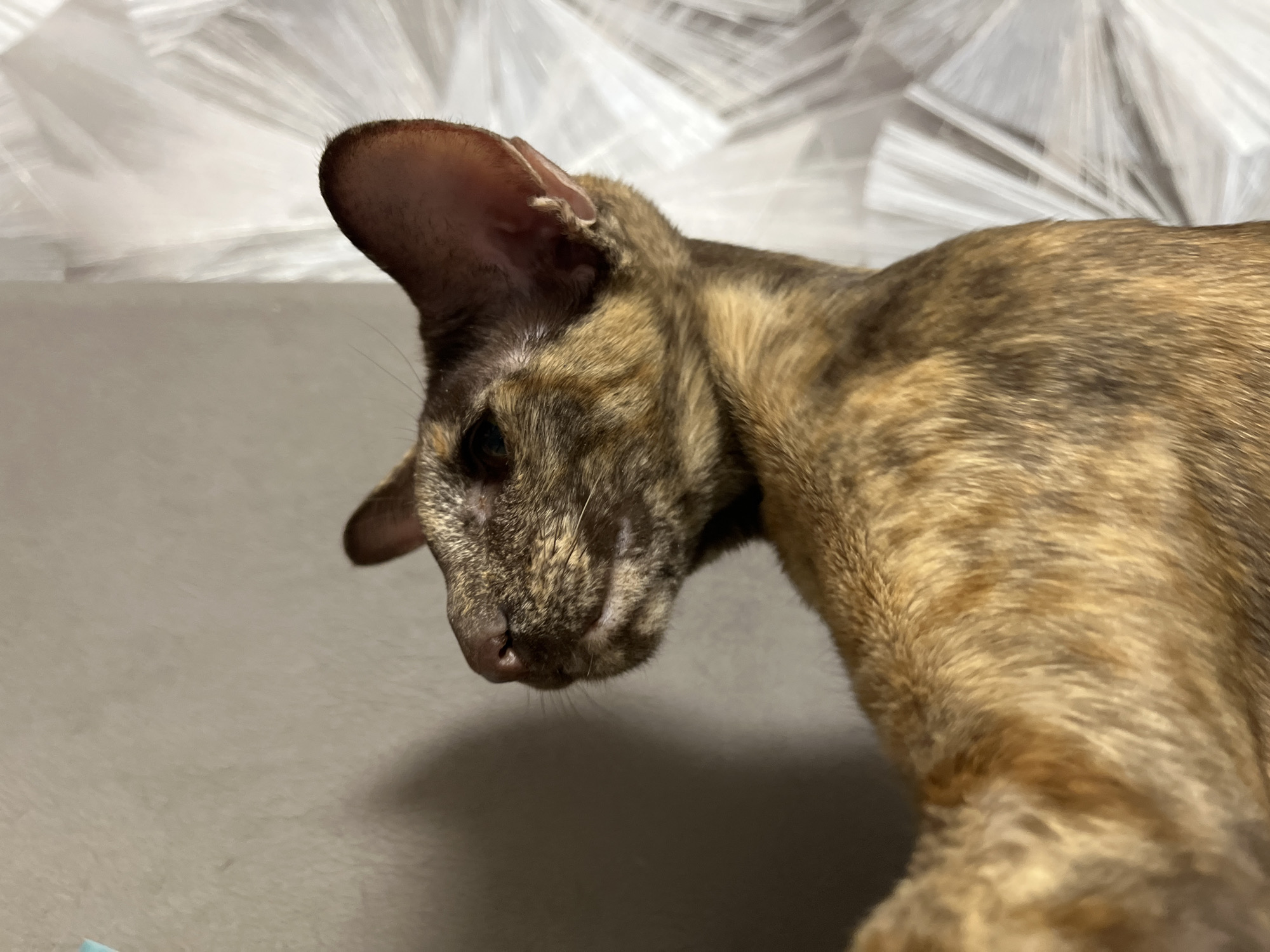 A close-up shot of a brindle-patterned Oriental Shorthair cat. The cat is lying down on a grey surface and is facing downwards. The head is to the left and the body extends to the right of the frame. The background is a blurred, white patterned surface. No people are visible. There is no evidence to suggest that the image was taken in Chaikovsky, Russia.