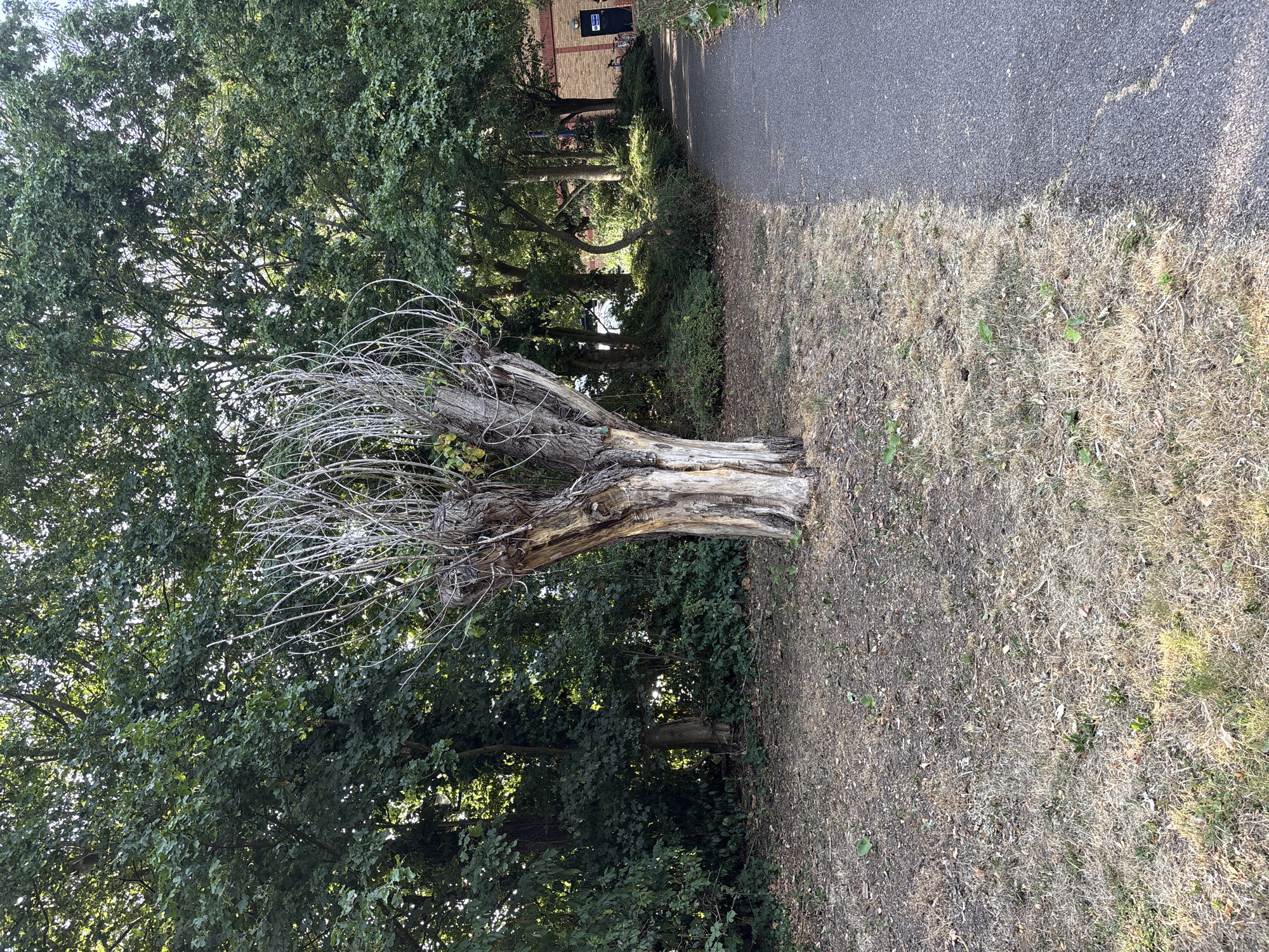 The image depicts an outdoor scene with a path curving to the right, flanked by a dry, grassy area with scattered leaves and twigs. A large, weathered tree with a thick, split trunk stands centrally in the foreground, its branches bare and twiggy. Behind the tree, a dense wall of lush green trees and bushes forms a backdrop, with sunlight filtering through the leaves. In the background, a brick building with dark doors and bicycles parked nearby is visible. The scene appears to be a park or a public area within the city of Chelmsford, United Kingdom, likely on a warm, dry day given the condition of the grass. There are no people or animals visible in the frame.