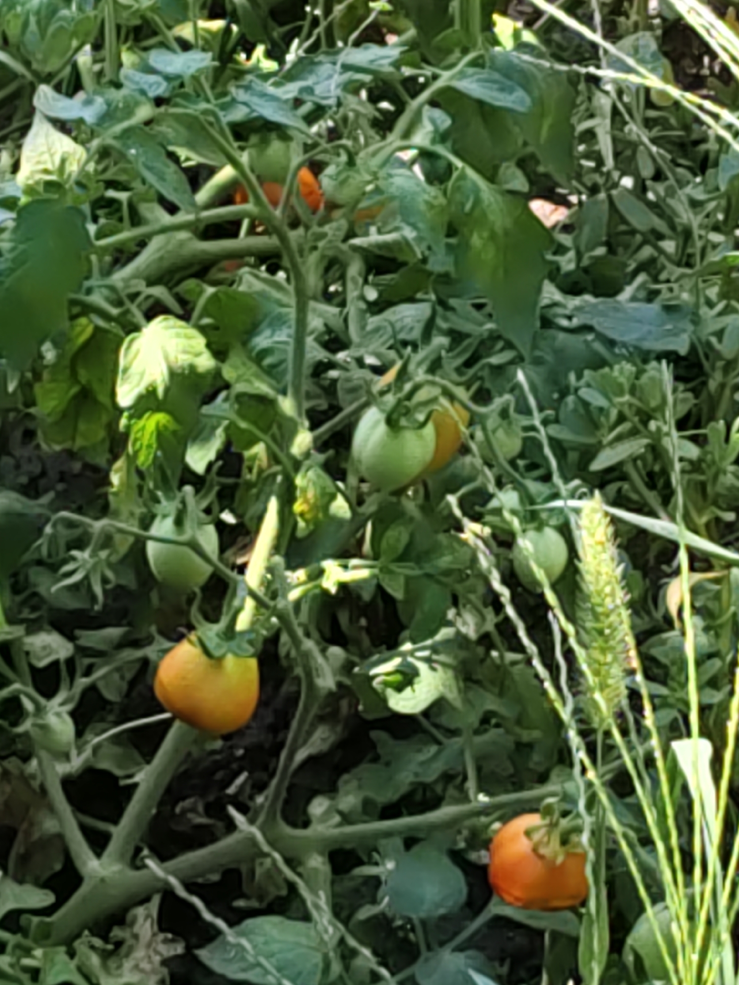 The image shows a close-up view of a tomato plant with several ripe tomatoes. Some tomatoes are orange, while others are green, indicating different stages of ripeness. The plant is lush with green leaves and stems. In the background, other plants and foliage are visible, suggesting an outdoor garden setting. There are no people or animals present in the image. The lighting suggests it is daytime, likely sunny, with dappled light filtering through the leaves. The overall scene depicts a healthy tomato plant ready for harvest in what appears to be a private garden or agricultural plot. The specific location in Nizhnedonskoy, Russia, cannot be determined from the visual information provided.