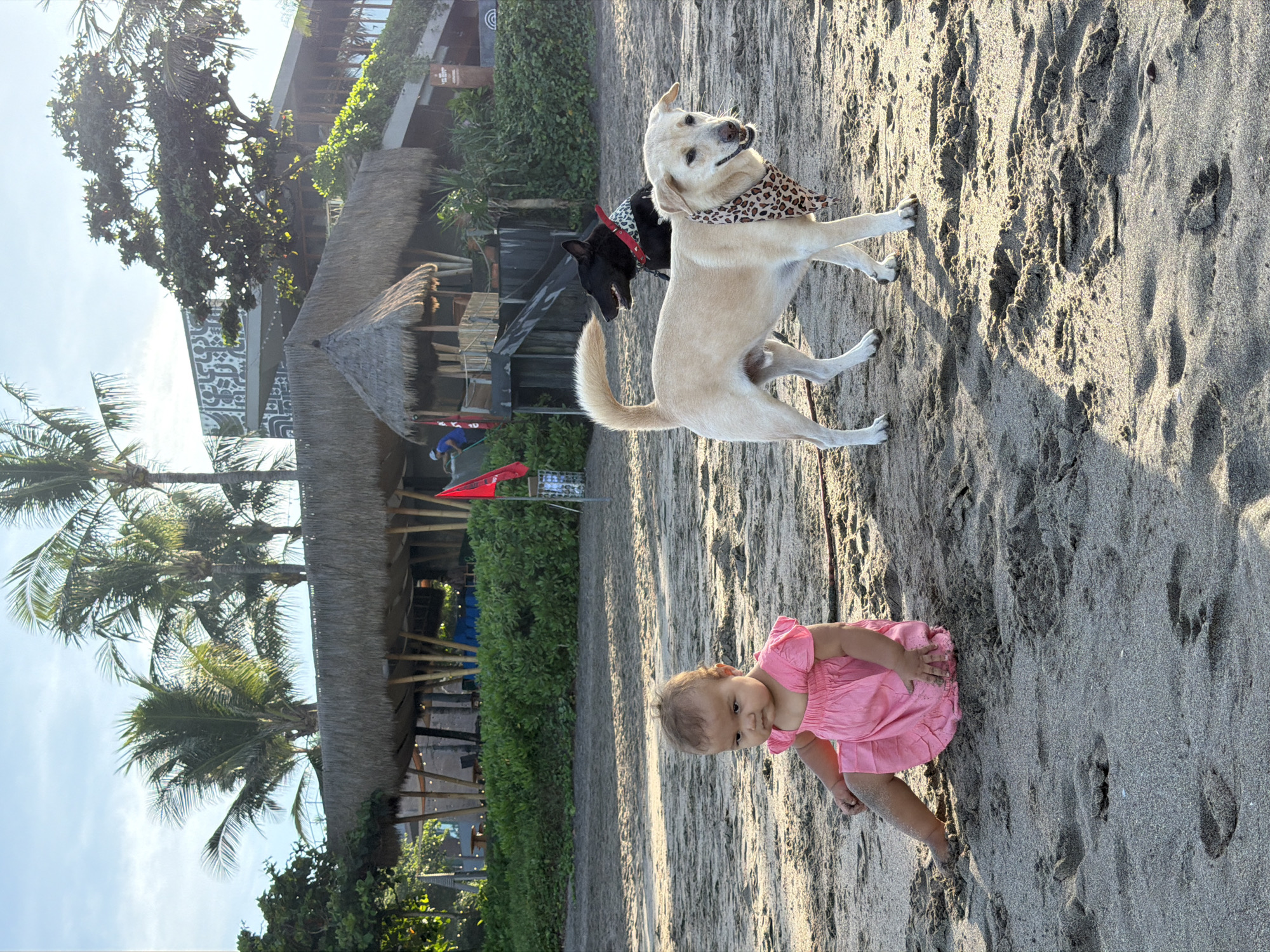 A toddler in a pink dress sits on a sandy beach in North Kuta, Indonesia. Two dogs, one light-colored and one black, stand near the toddler. In the background, a building with a thatched roof and palm trees suggests a tropical resort or restaurant. The sun casts long shadows on the sand, indicating it is either early morning or late afternoon.